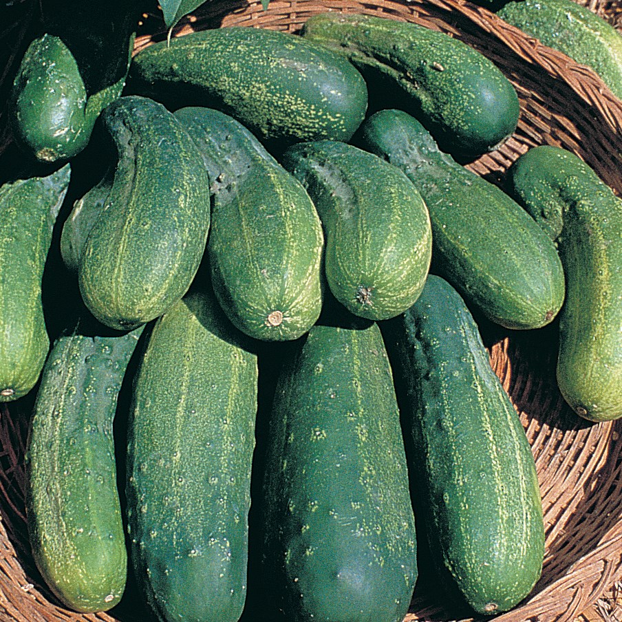 Cucumber, Boston Pickling 1lb