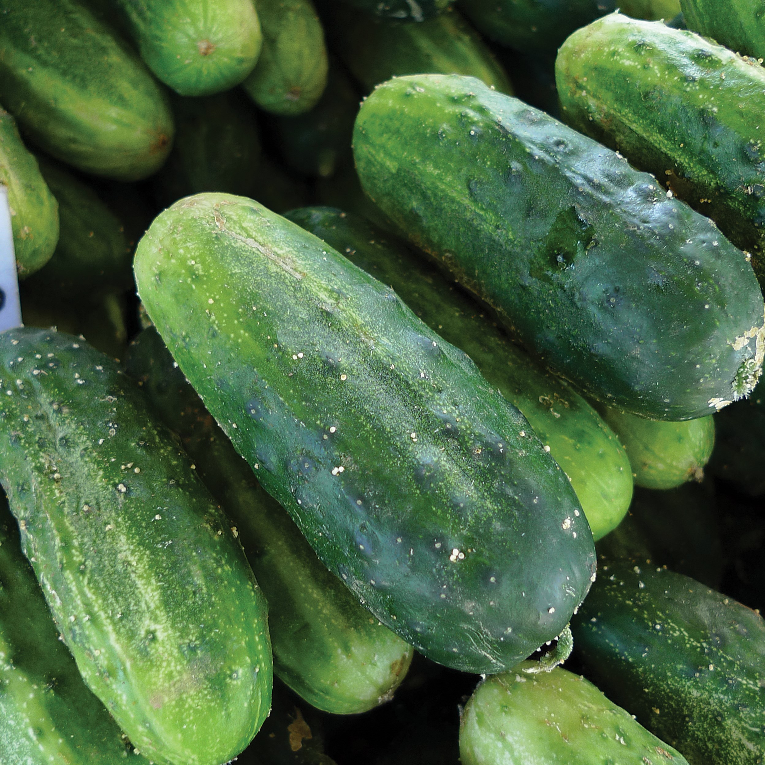 Cucumber, Bush Pickle 1/2oz