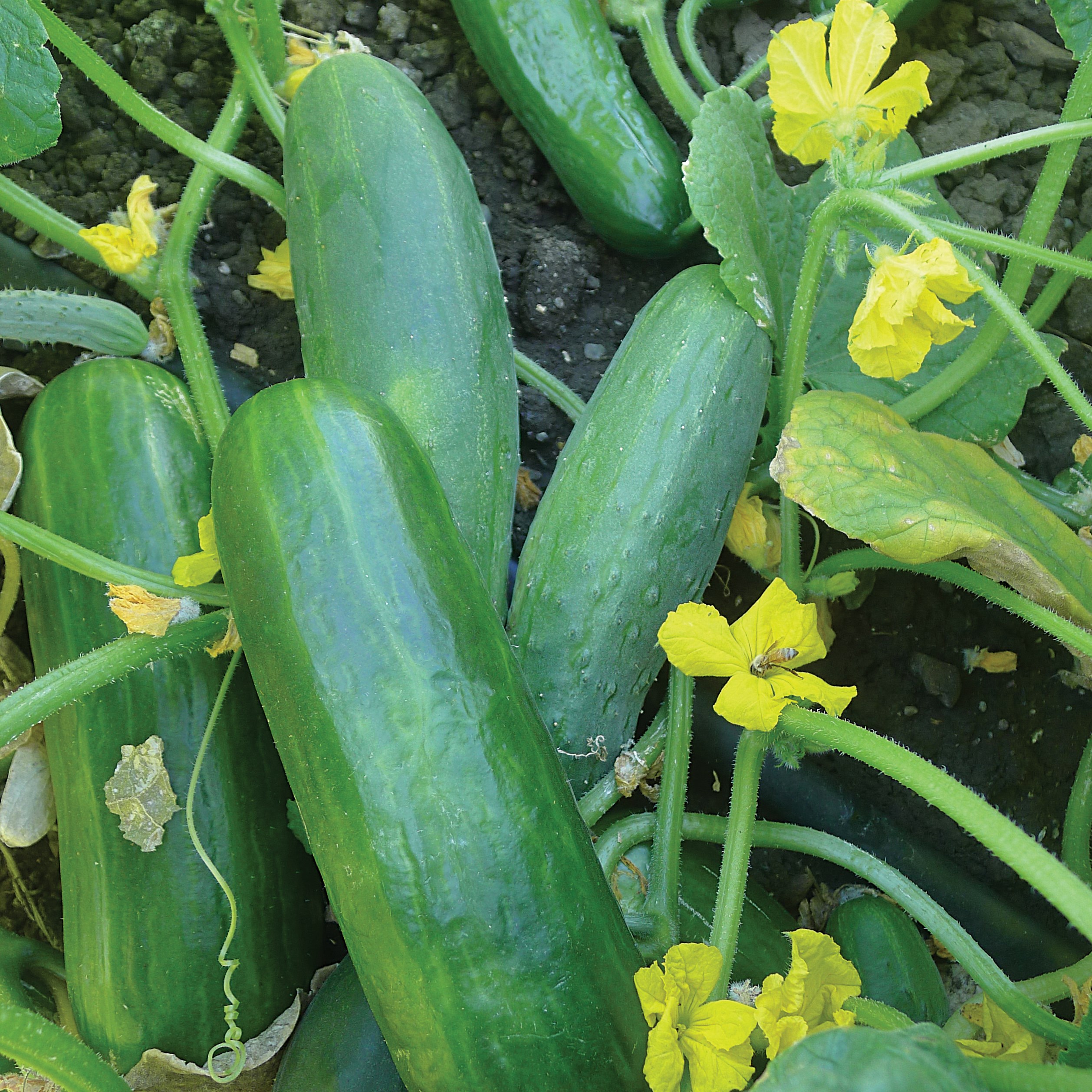 Cucumber, Dasher II 1/2oz