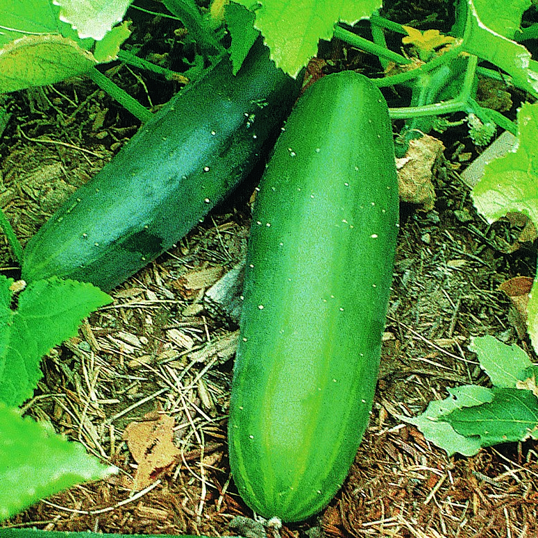 Cucumber, Spacemaster Bush 1lb