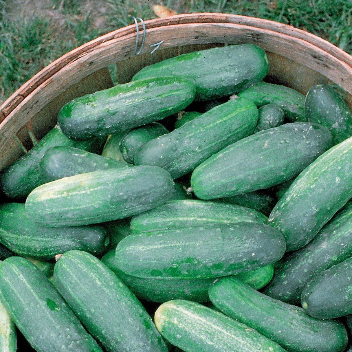 Cucumber, Improved Long Green 1/2oz