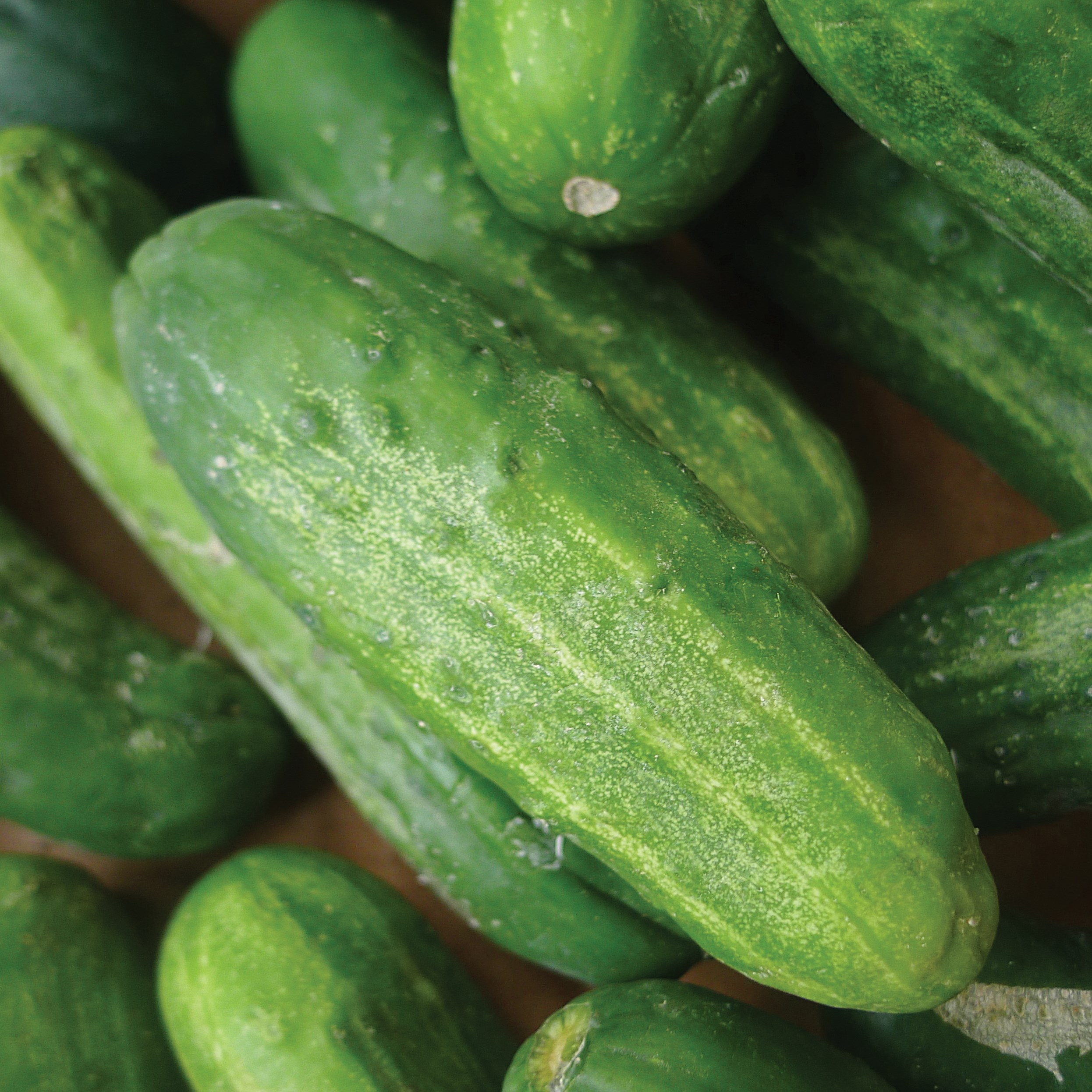 Cucumber, National Pickling 1/2oz