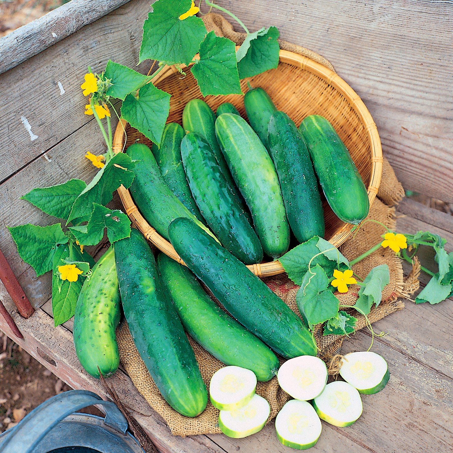Cucumber, Poinsett 76 1lb