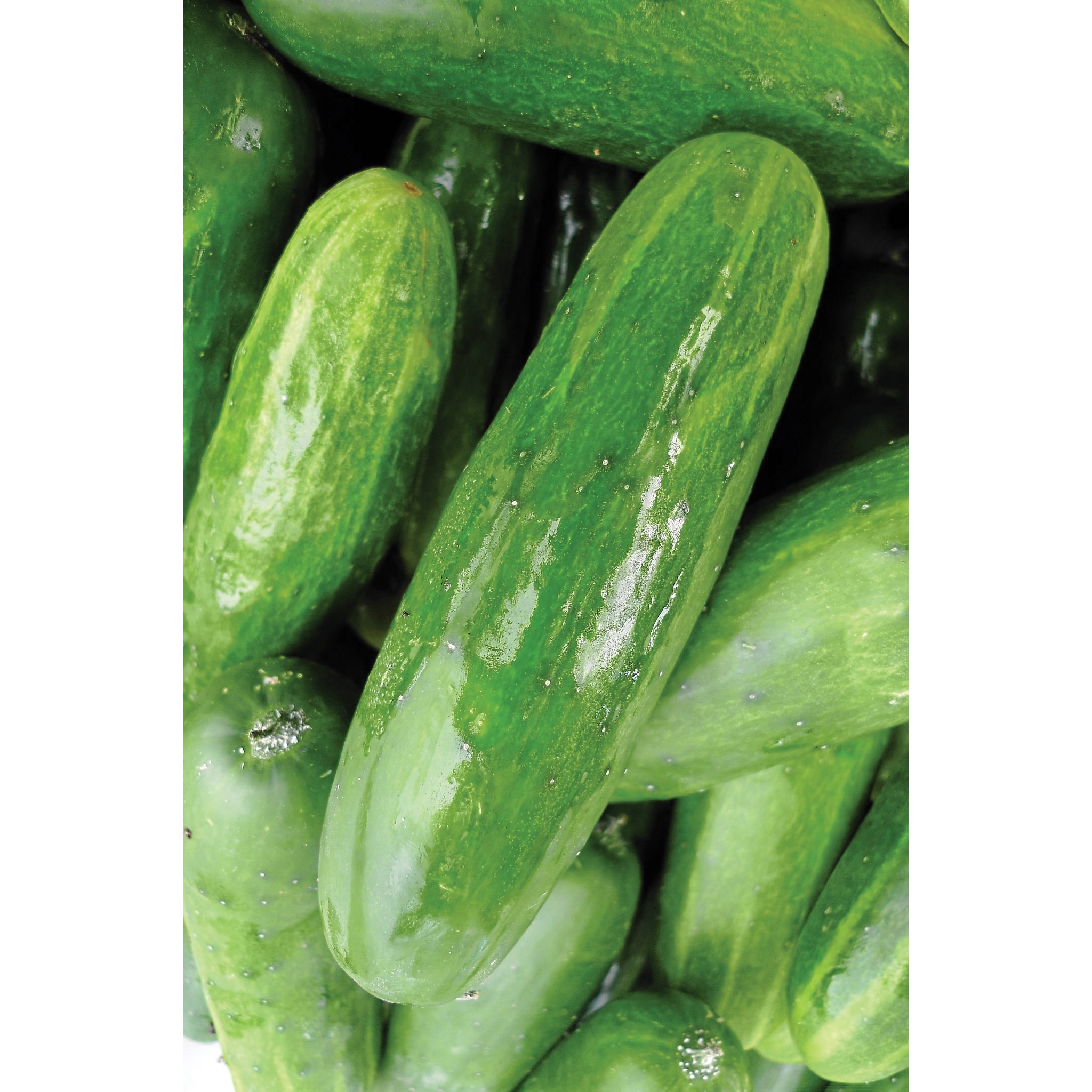 Cucumber, White Spine 1/2oz