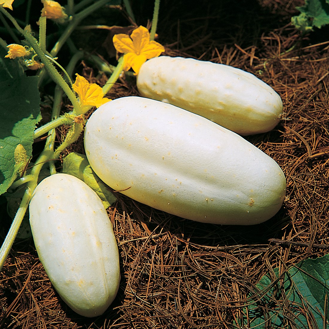 Cucumber, White Wonder 1lb