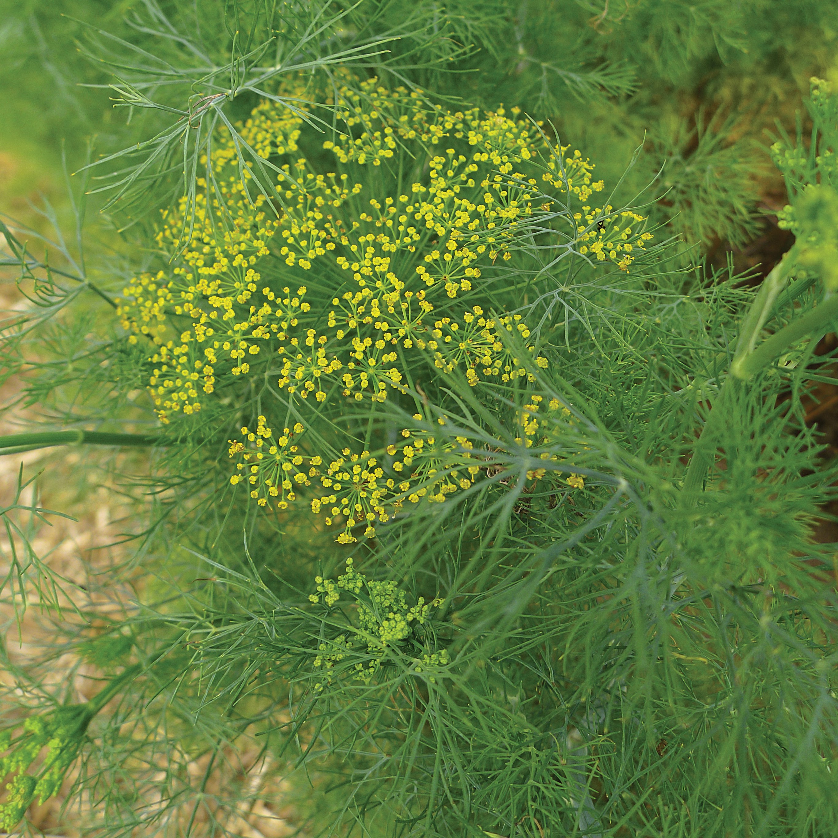 Dill, Long Island 1/2lb