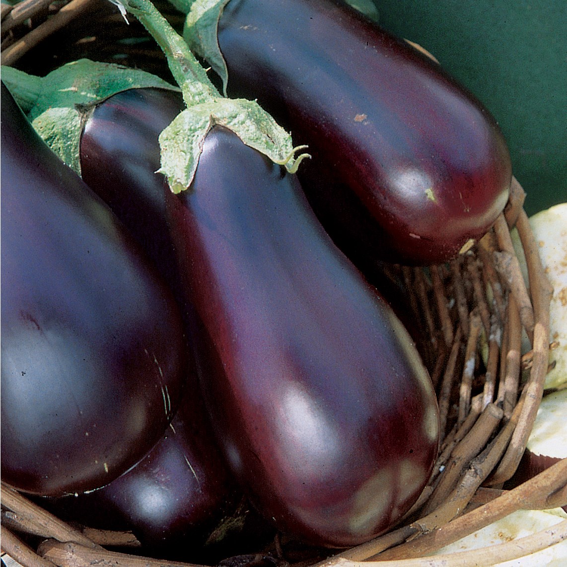 Eggplant, Black Beauty 1/2oz