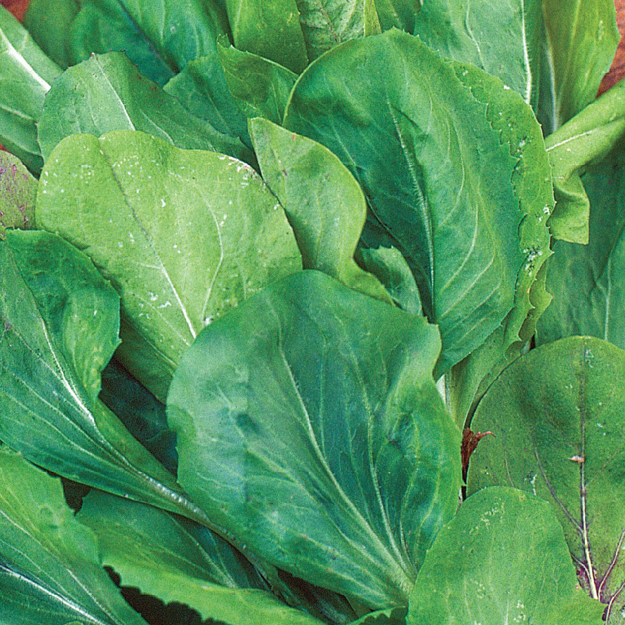 Endive, Broad Leaf Batavian 1/2oz