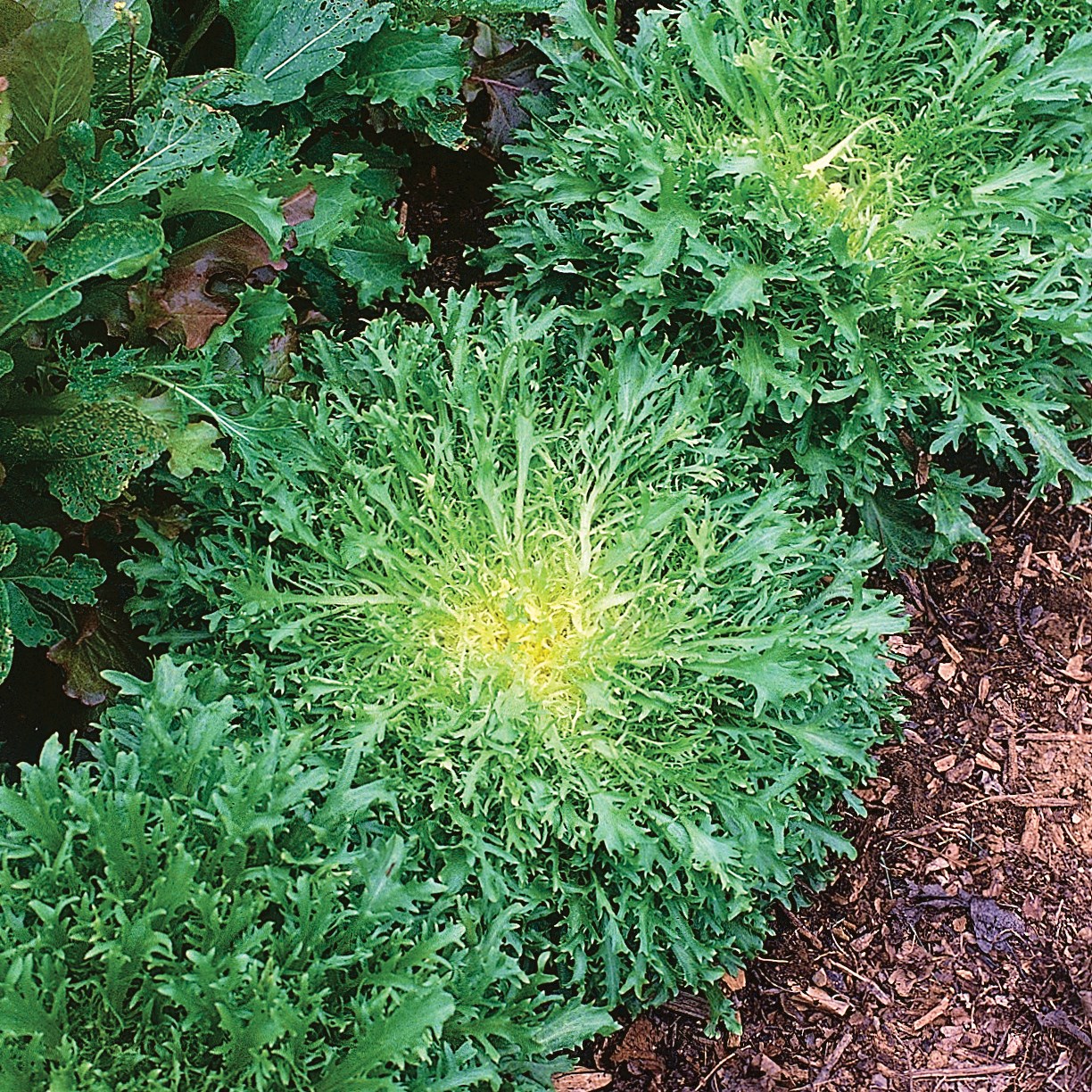 Endive, Green Curled Ruffic 1/2lb