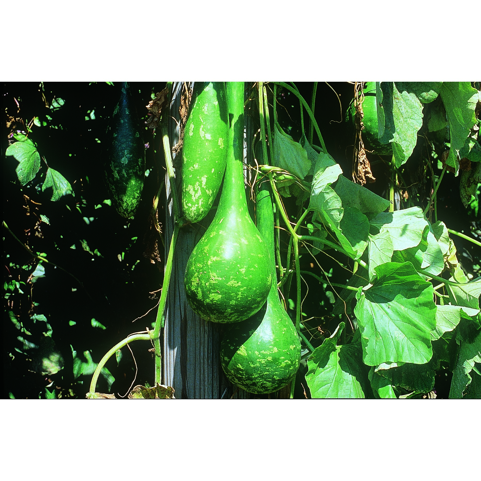 Gourds, Dipper Long Handle 1/2oz