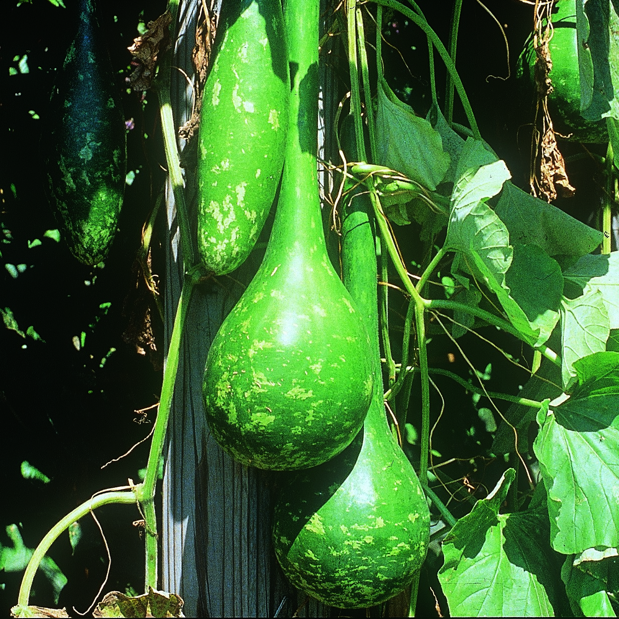 GOURDS, DIPPER 50#