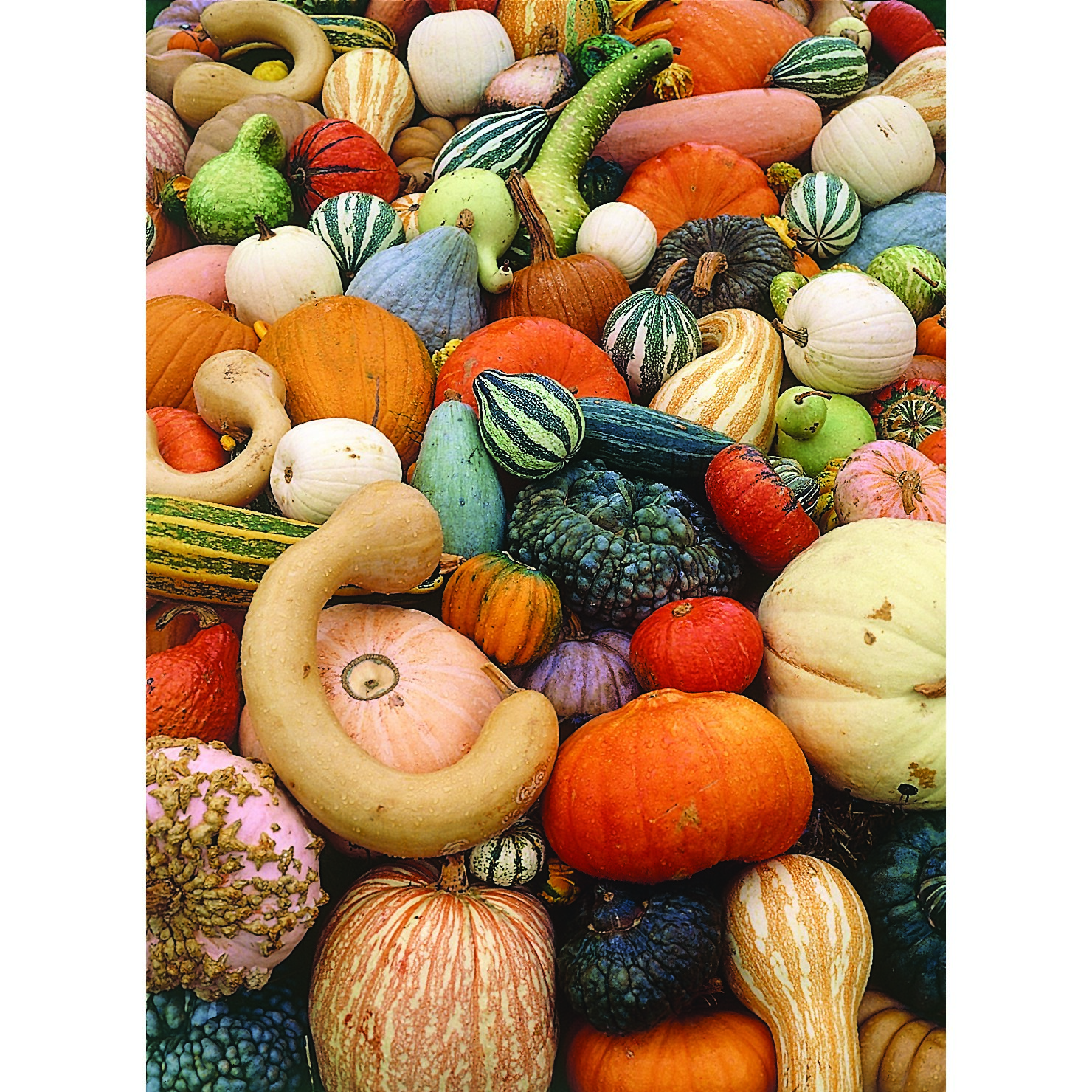 Gourds, Mixed Large Small 1/2oz
