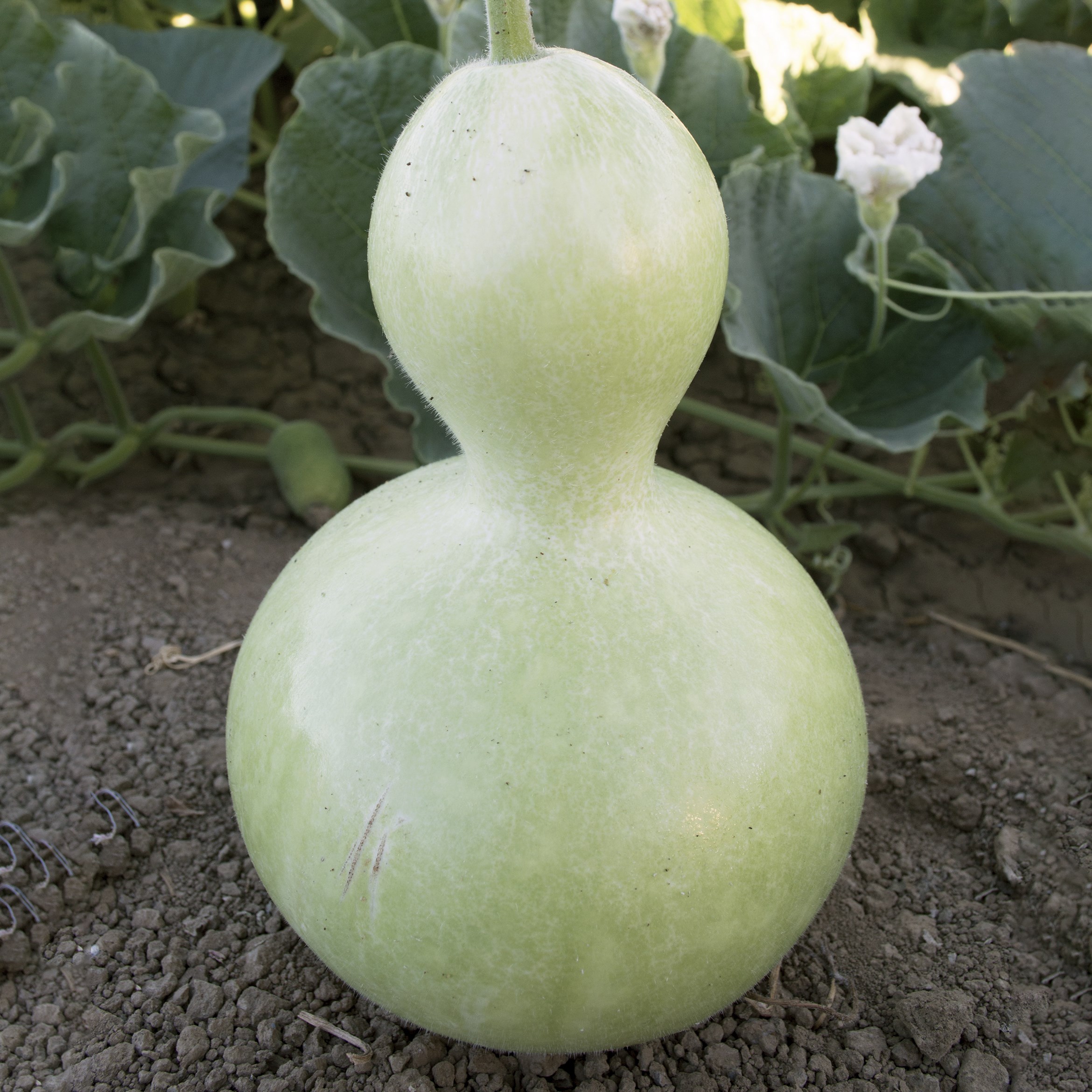 Gourds, Birdhouse - 1lb