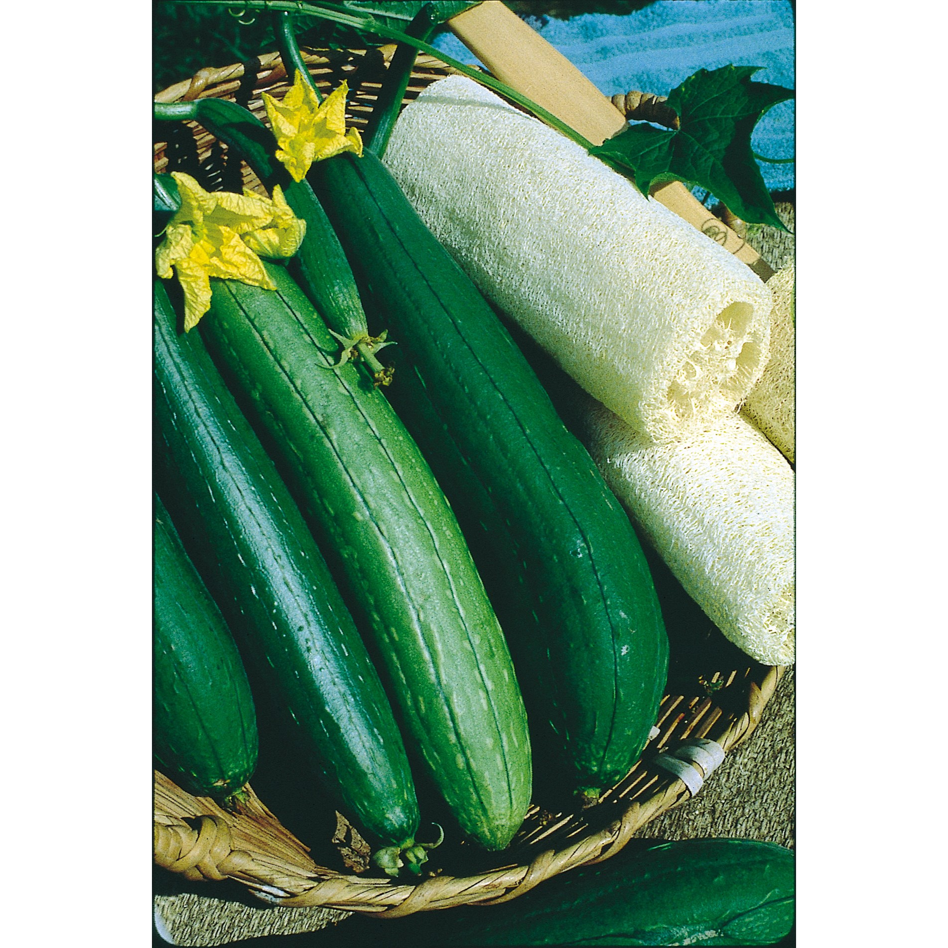 Gourds, Luffa 1/2lb