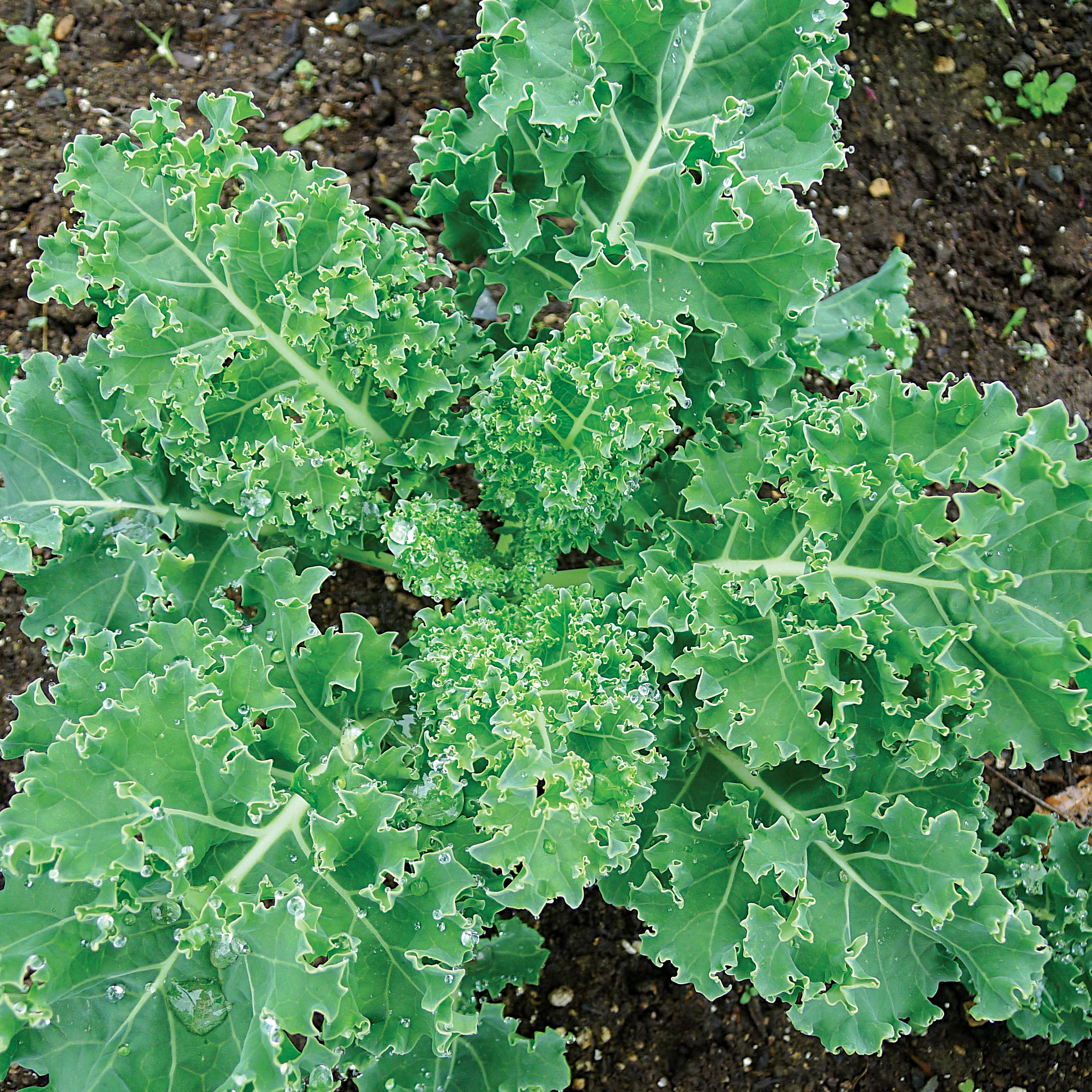 Kale, Early Curled Siberian 4oz