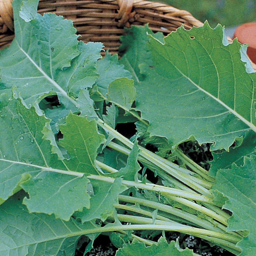 Kale, Hanover Salad 1lb