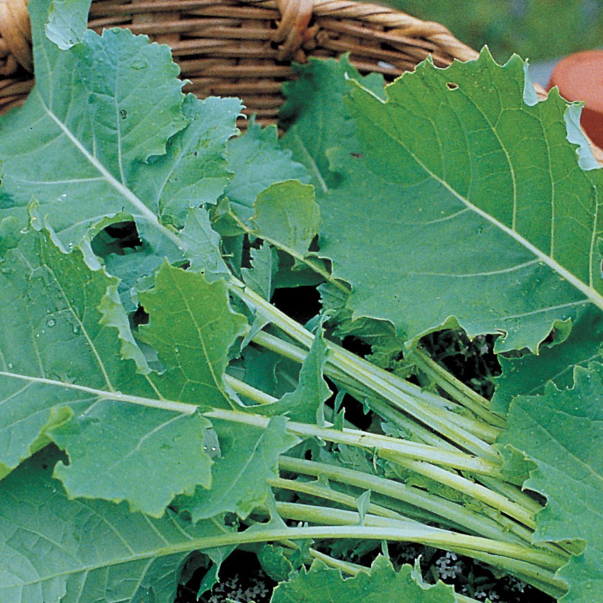 Kale, Tall Spring 1lb