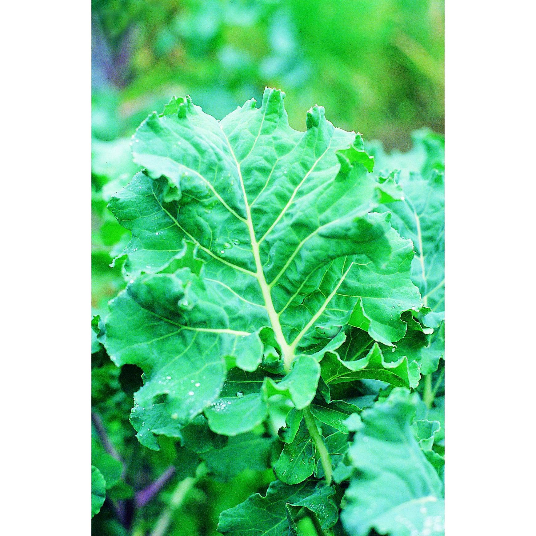 Kale, Premier 1lb