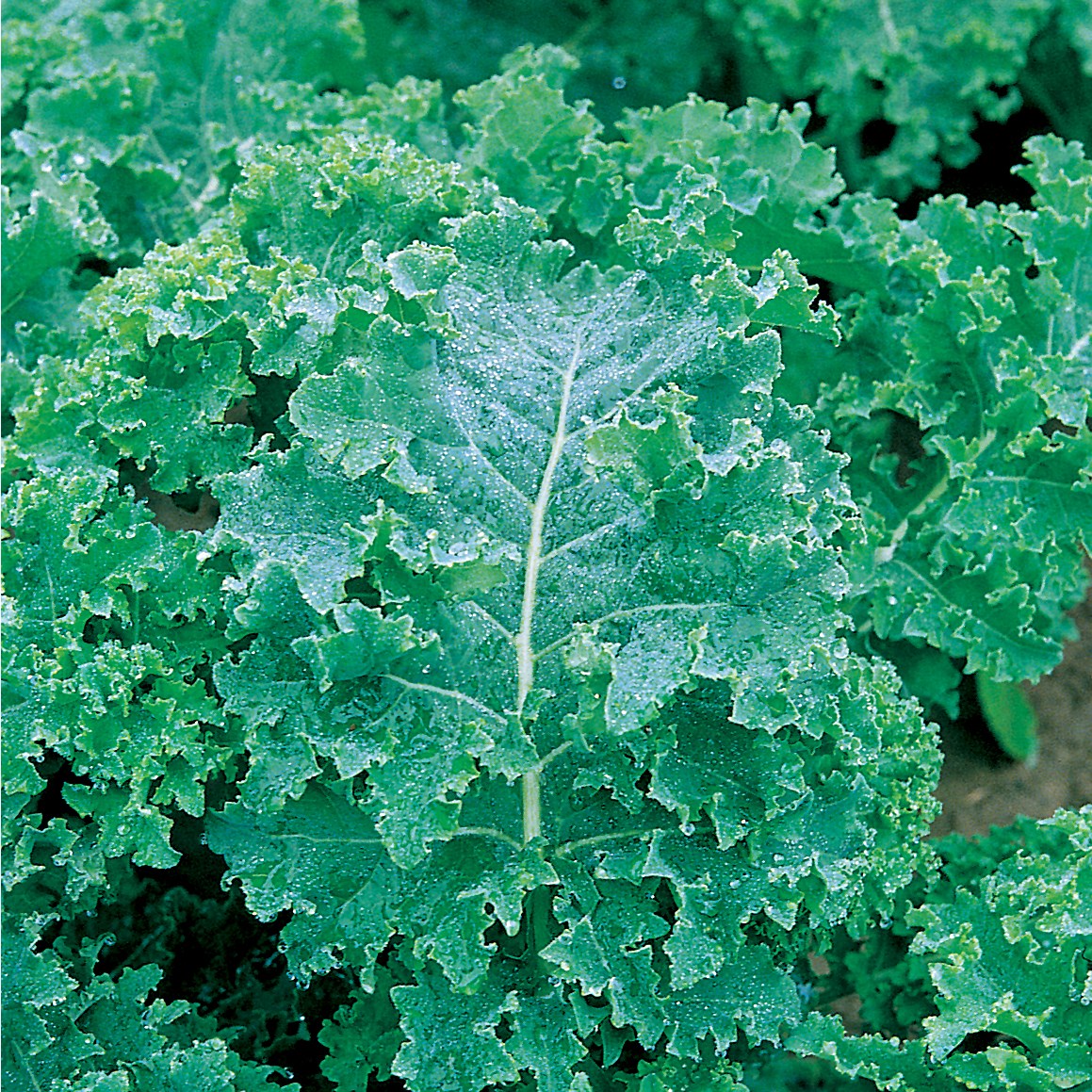 Kale, Vates Blue Curled Scotch 1/2oz