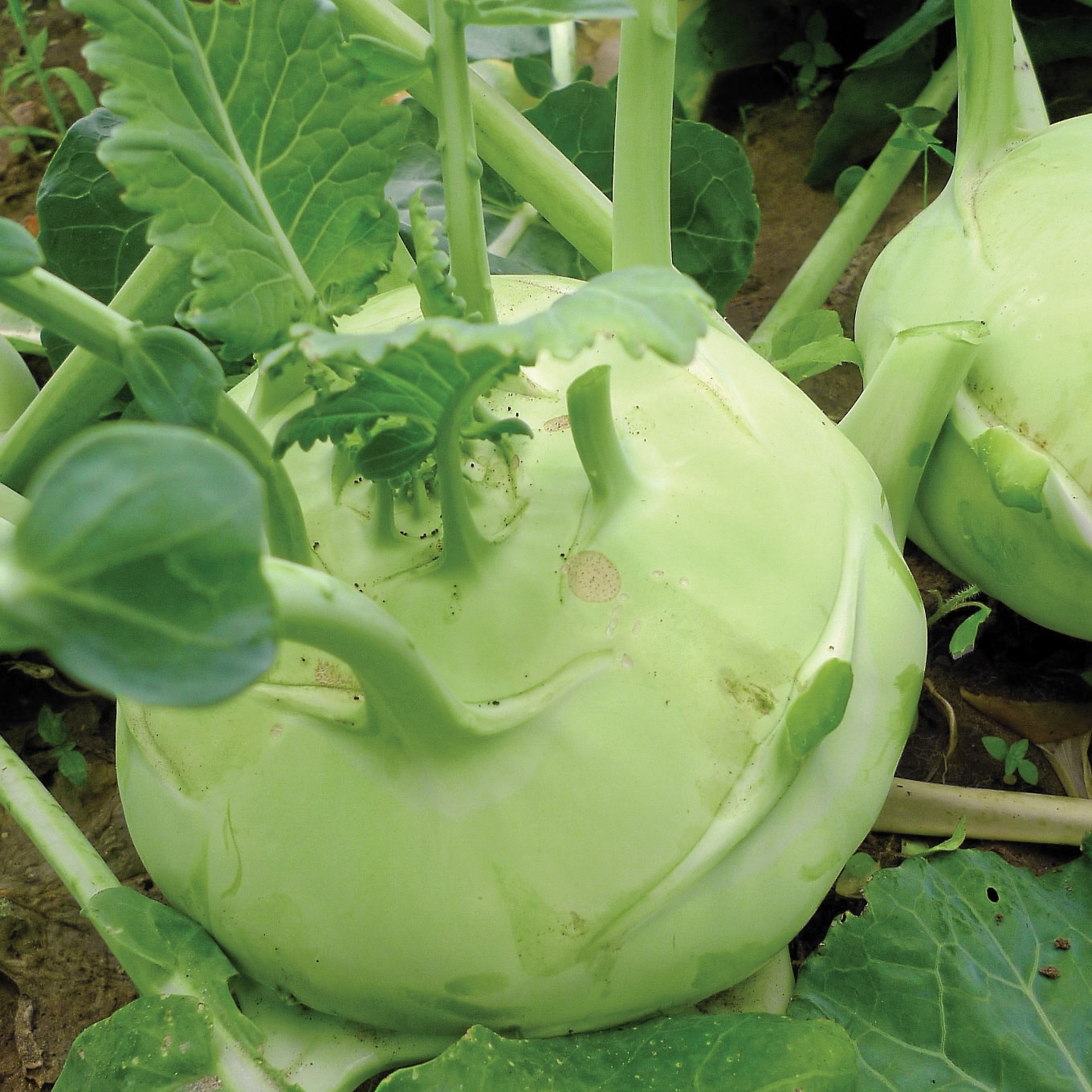 Kohlrabi, Early White Vienna 1lb