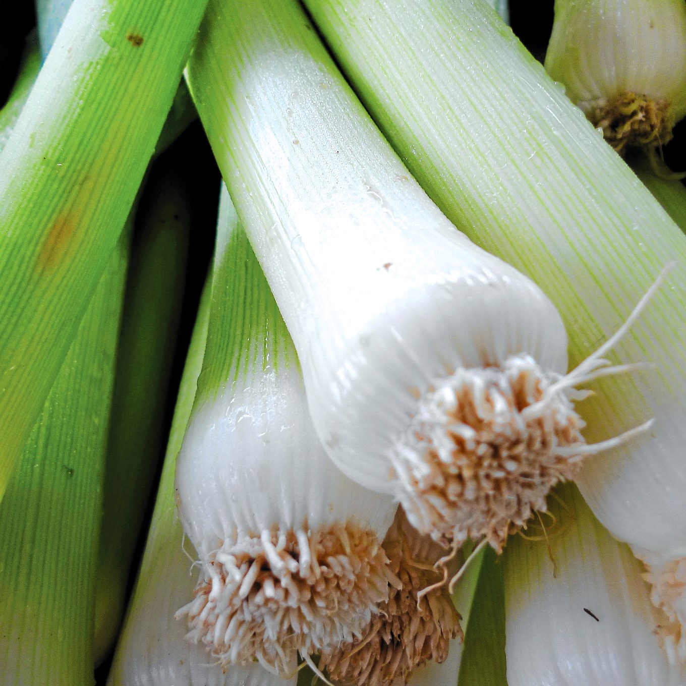 Leek, American Flag 1/2oz