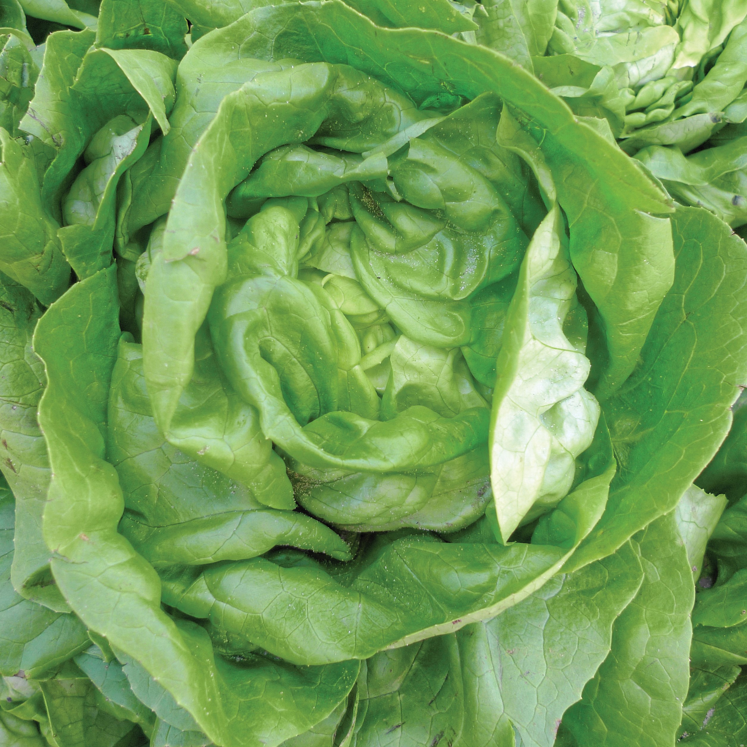 Lettuce, Bibb 1/2lb