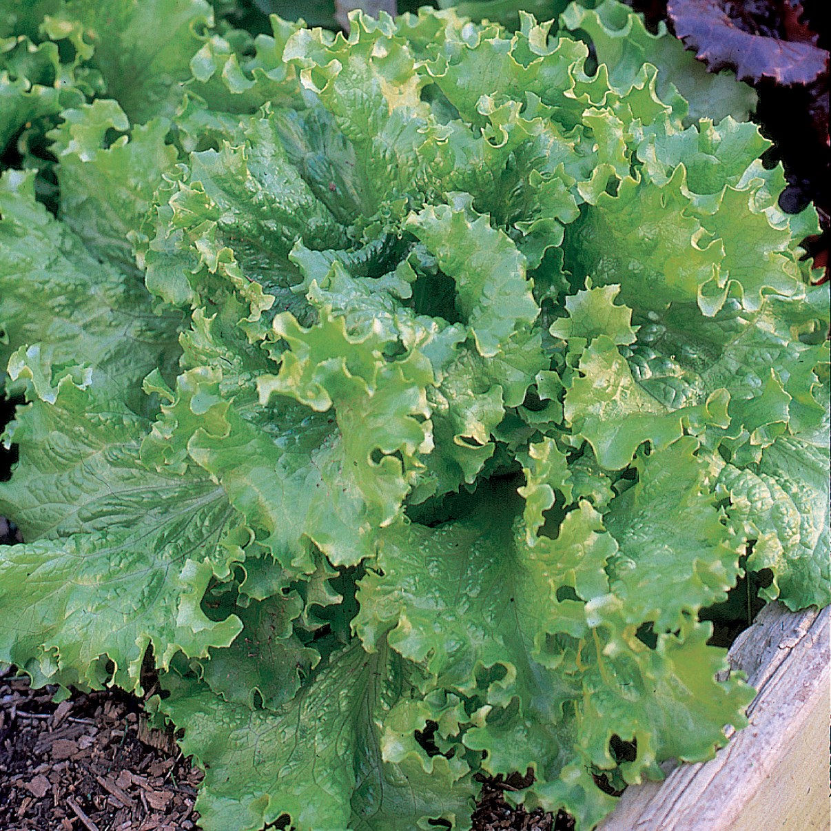 Lettuce, Black Seeded Simpson 1/2oz