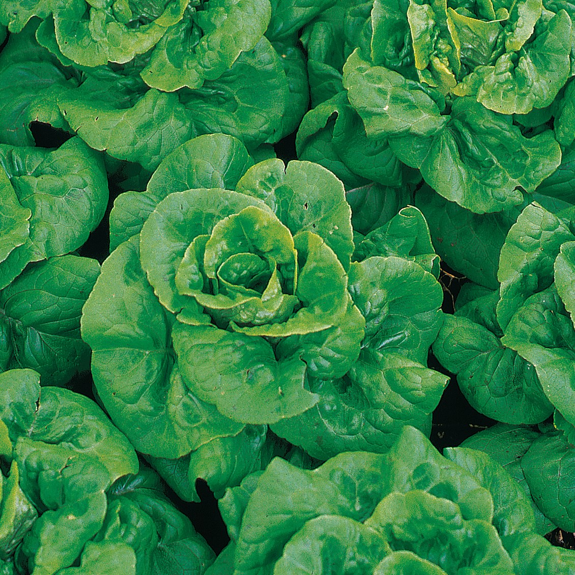 Lettuce, Buttercrunch 1/2oz