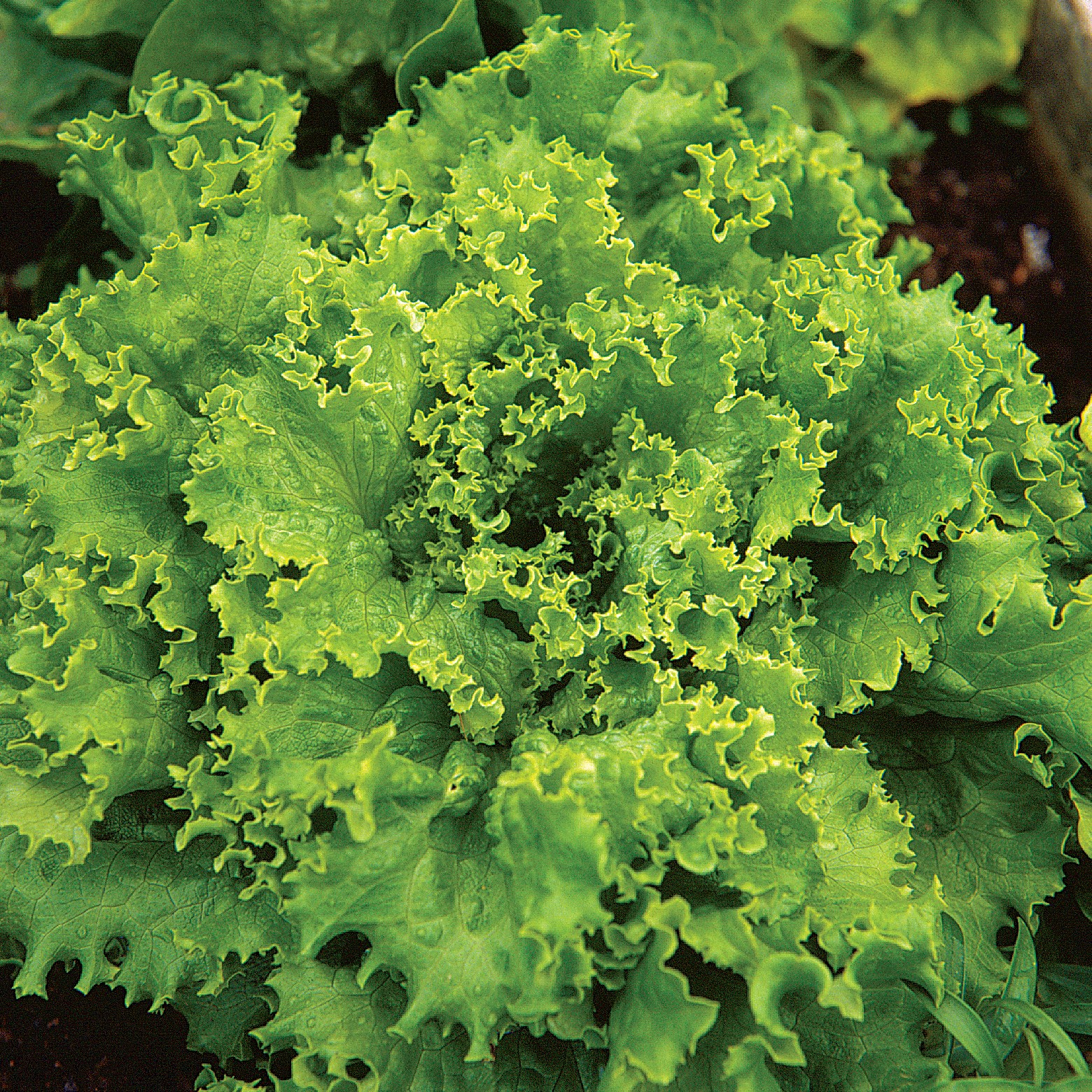 Lettuce, Grand Rapids 1/2oz