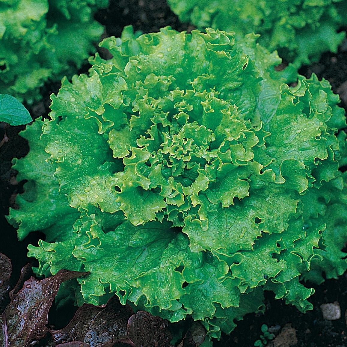 Lettuce, Great Lakes Premier 1/2oz