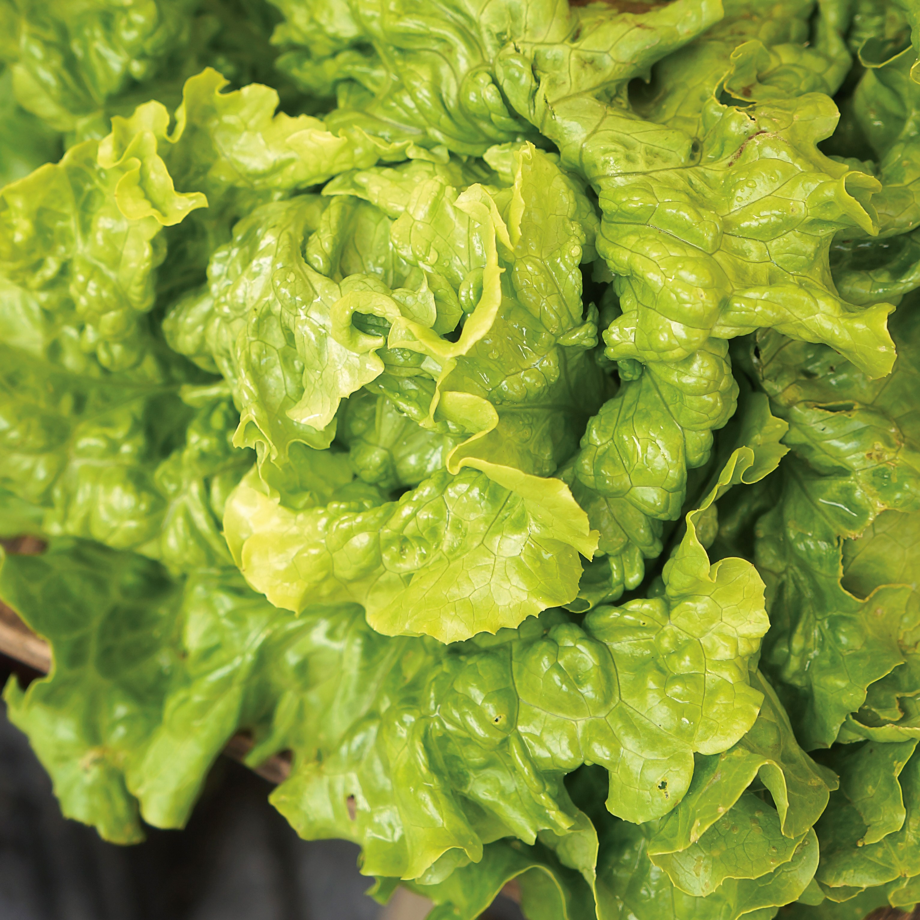 Lettuce, Green Ice 1/2lb