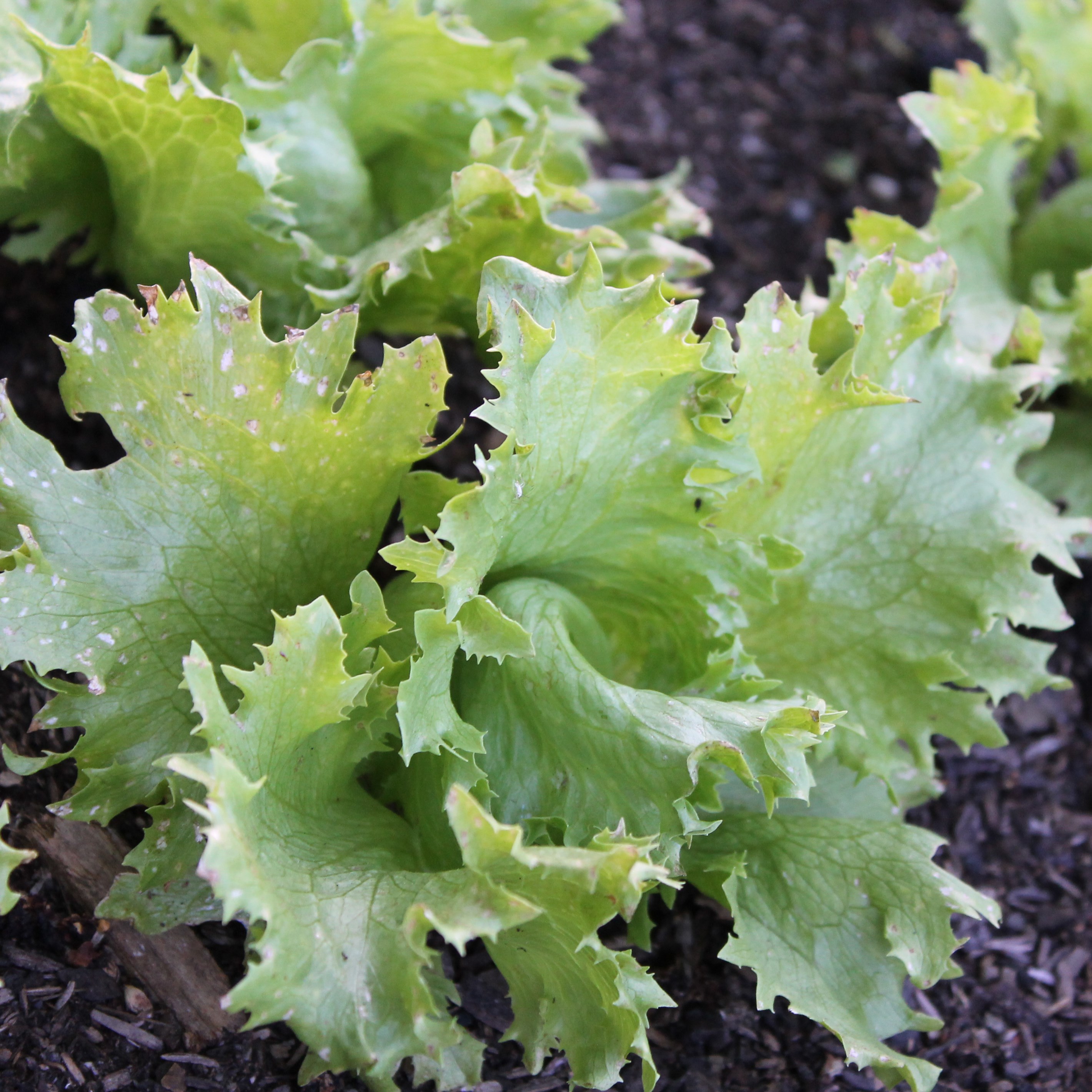 Lettuce, Ithaca 1/2oz