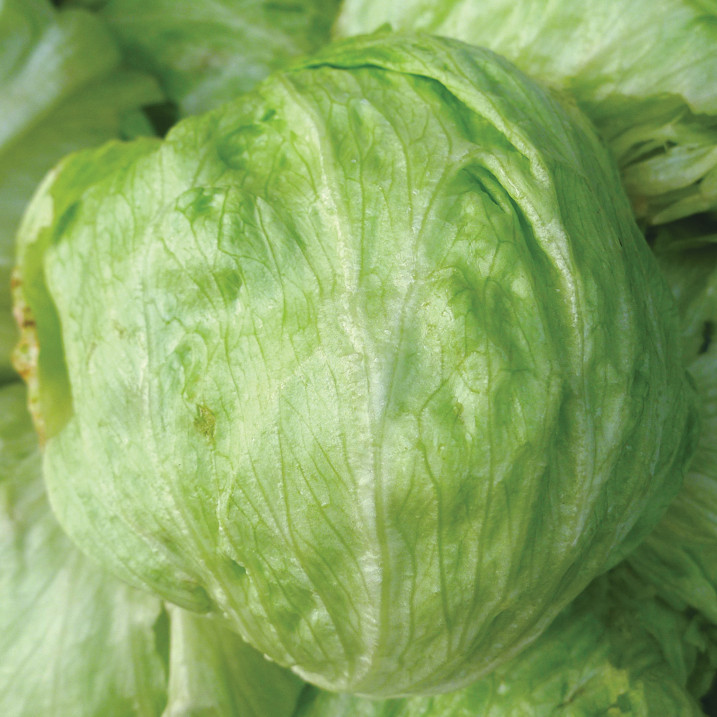 Lettuce, Iceberg 1/2oz