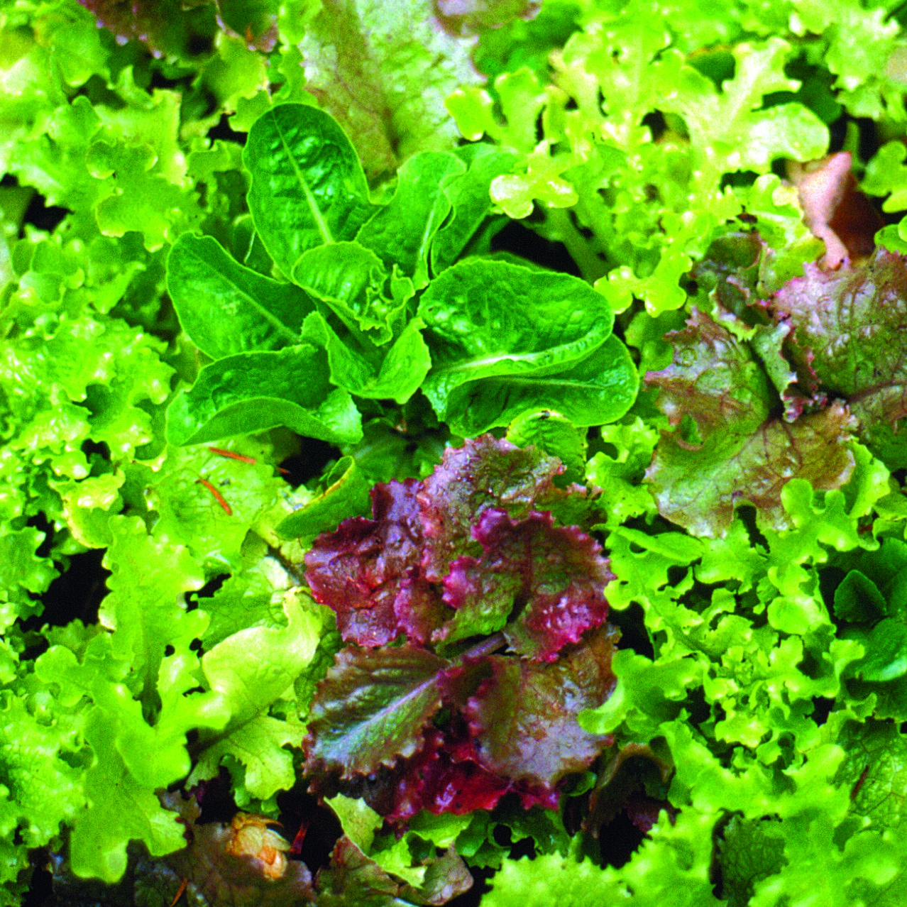 Lettuce, Mesclun Salad Mx 1/2lb