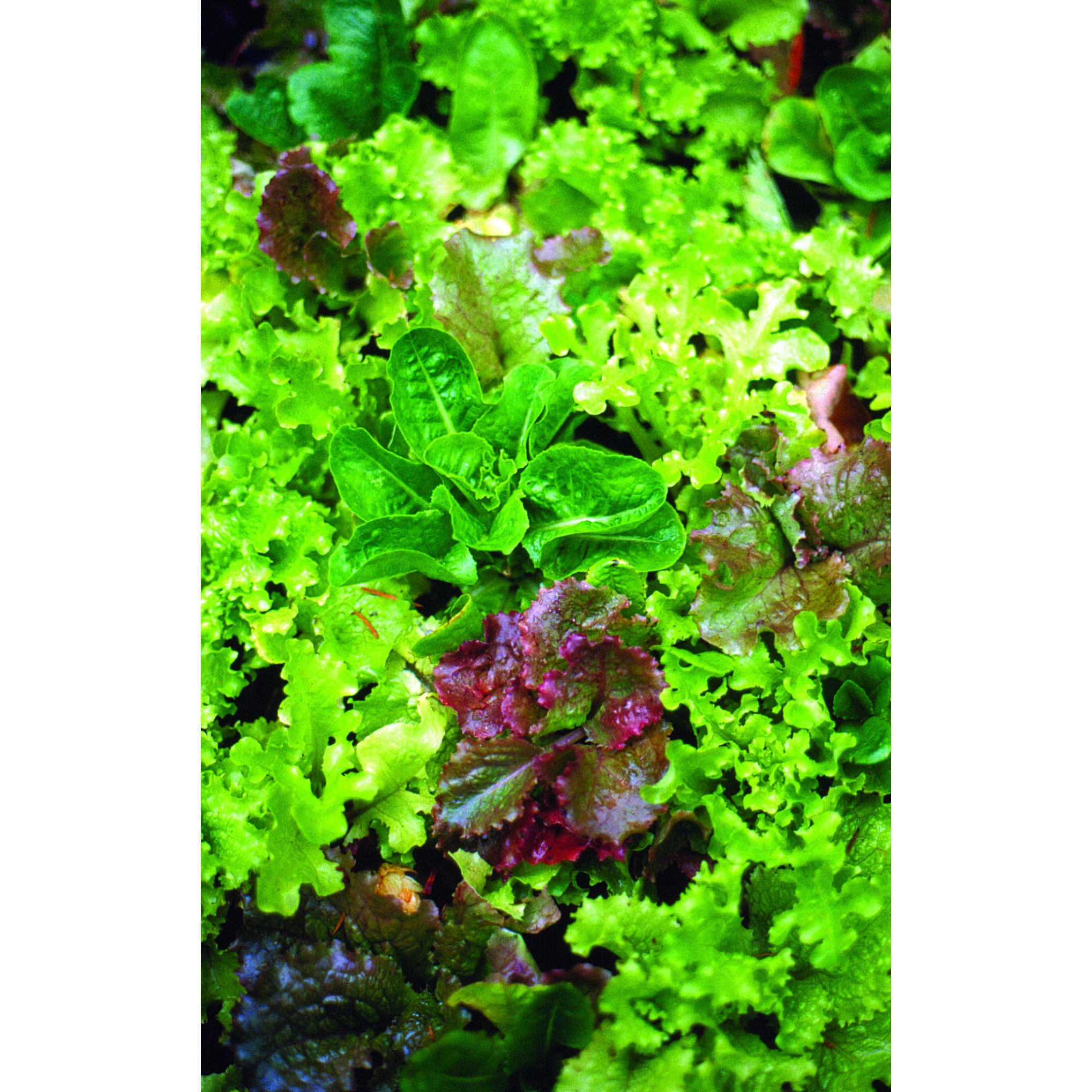 Lettuce, Mesclun Salad Mix 1/2oz