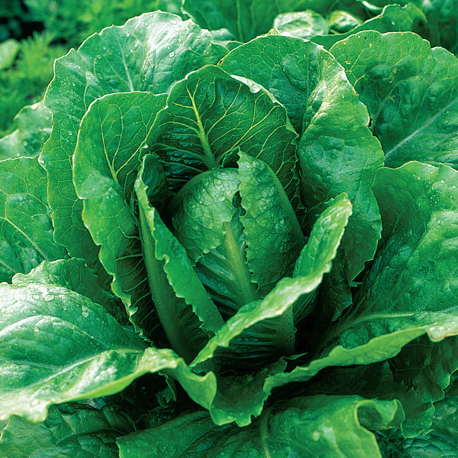Lettuce, Parris Island Cos ( Romaine ) 1/2oz