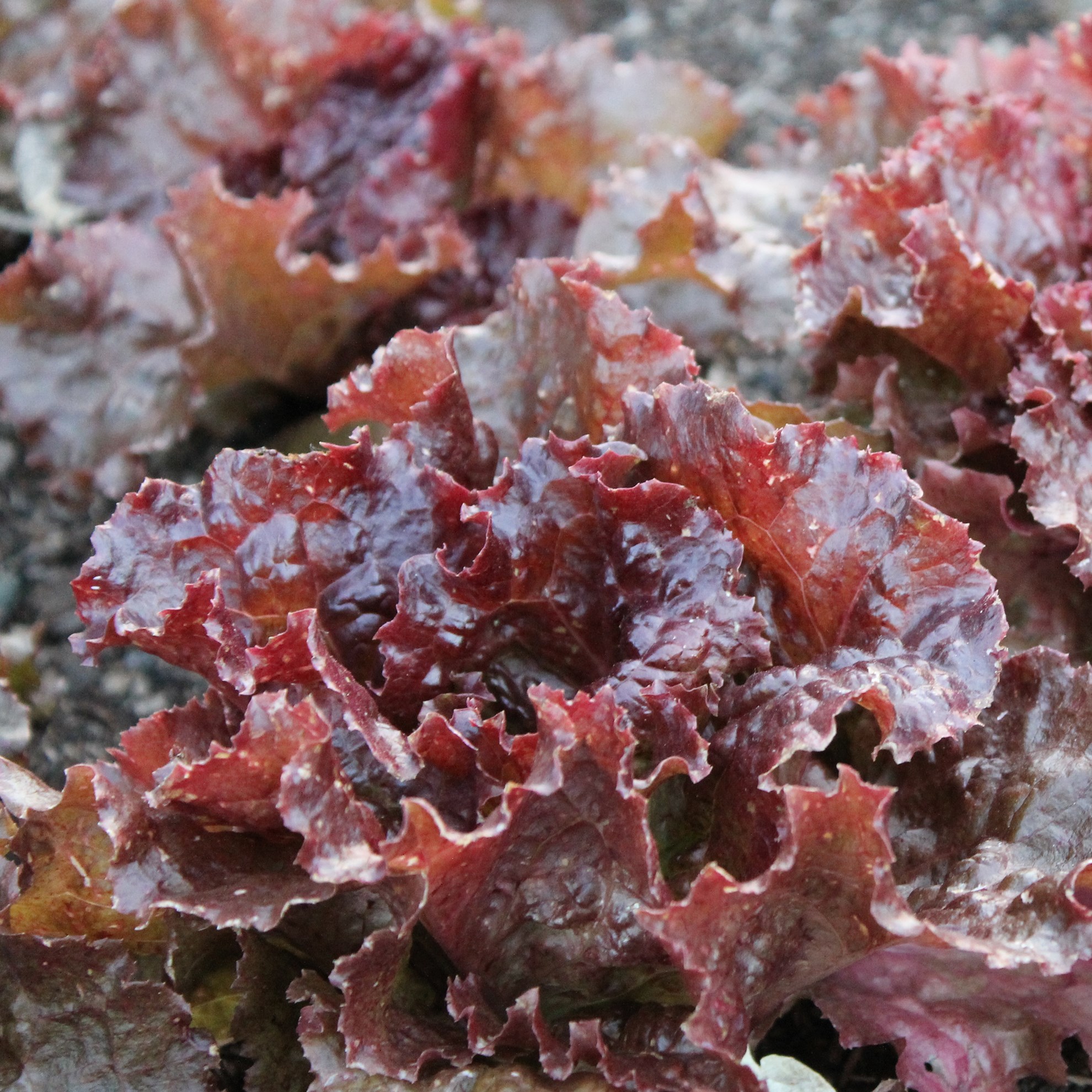 Lettuce, Red Sails 1/2oz