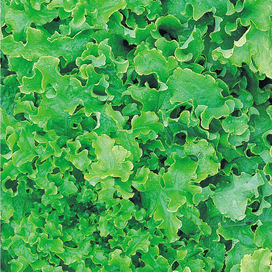 Lettuce, Green Salad Bowl 1/2oz