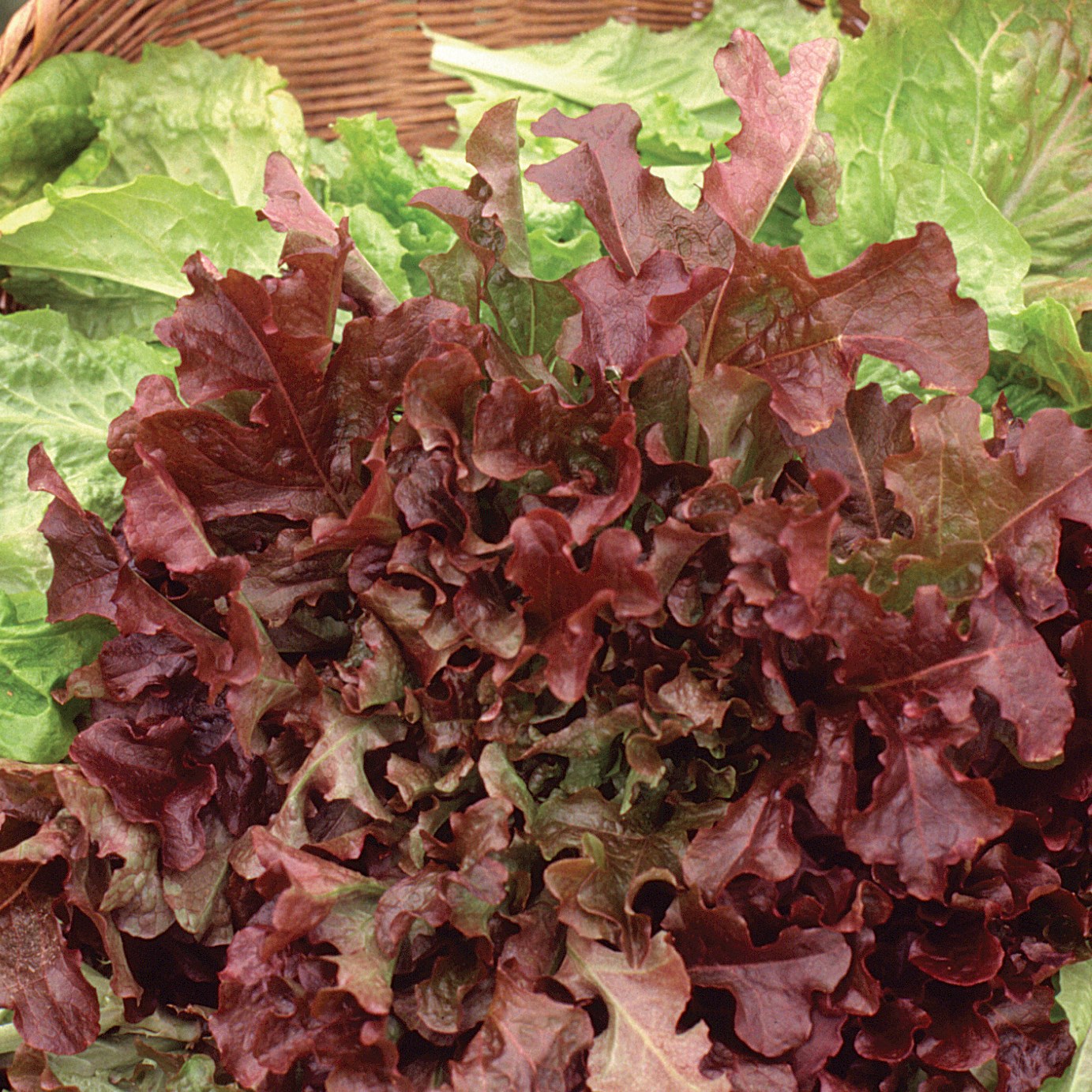 Lettuce, Red Salad Bowl 1/2oz