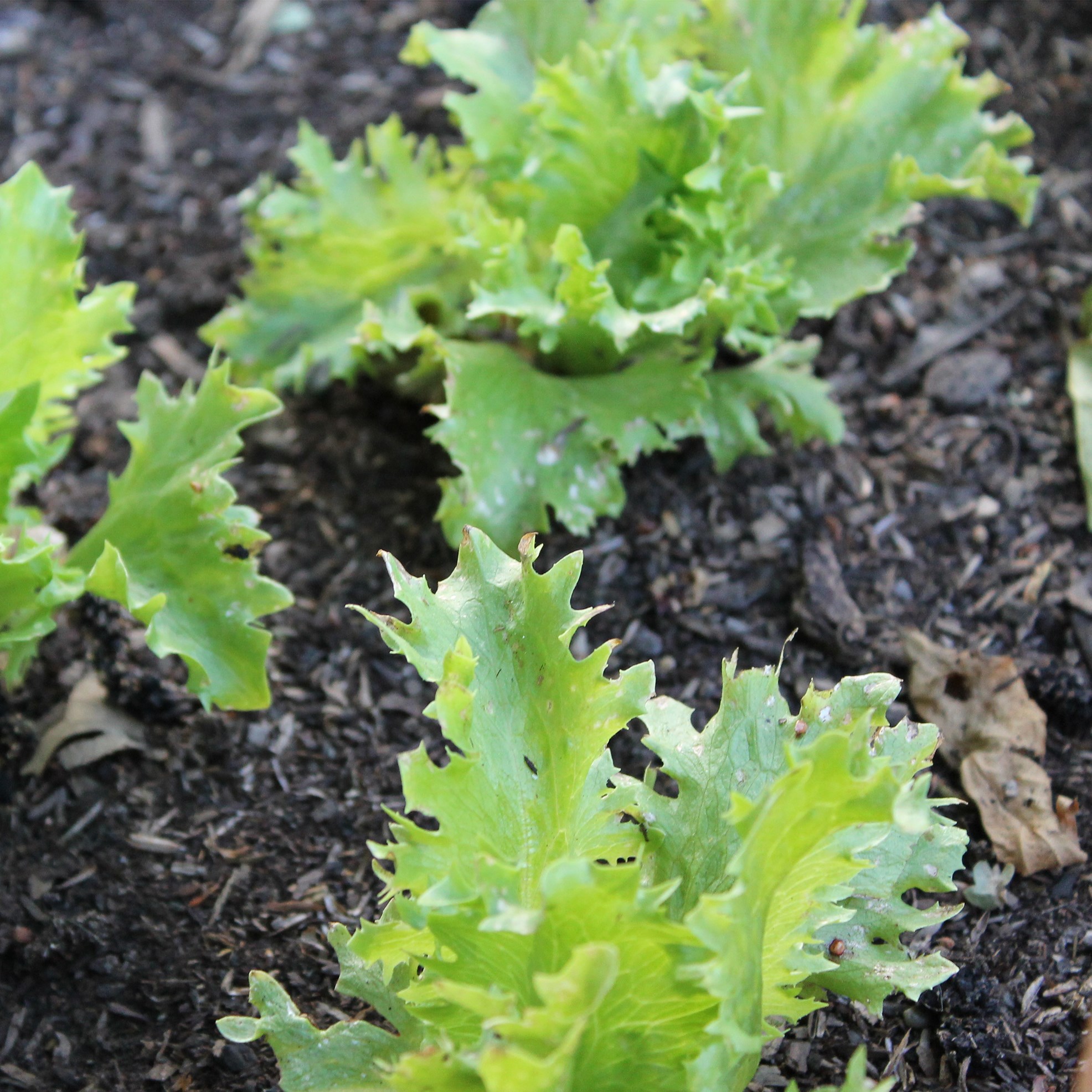 Lettuce, Summertime 1/2lb