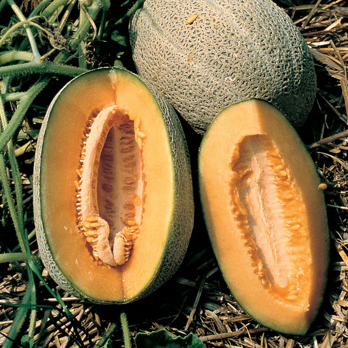 Cantaloupe, Hales Best Jumbo 1/2oz