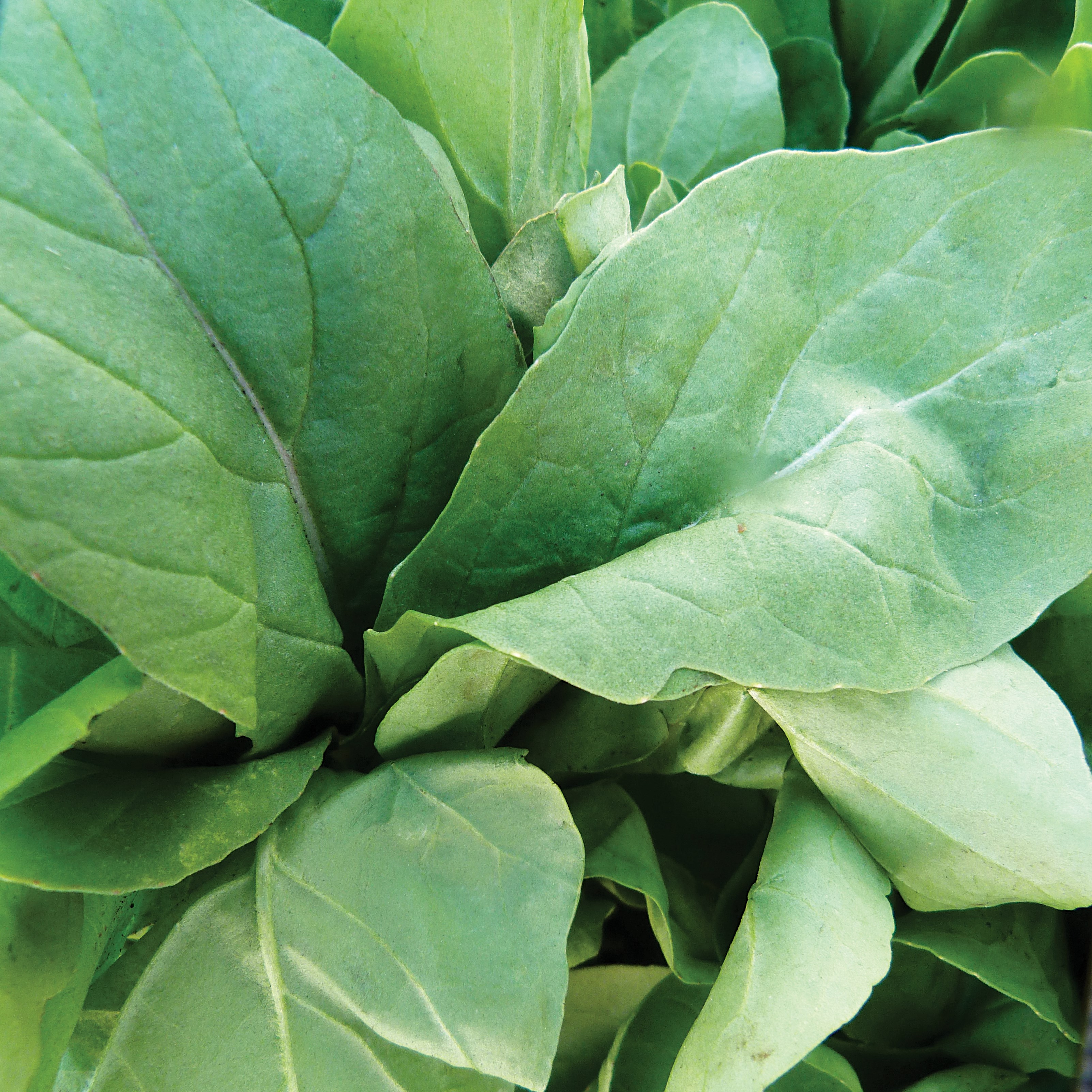 Mustard, Florida Broadleaf 1lb