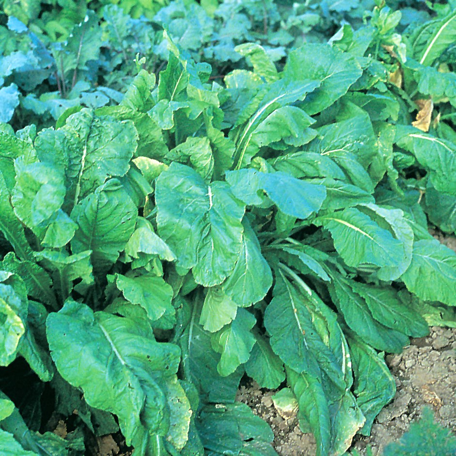 Mustard Spinach, Tendergreen 1lb