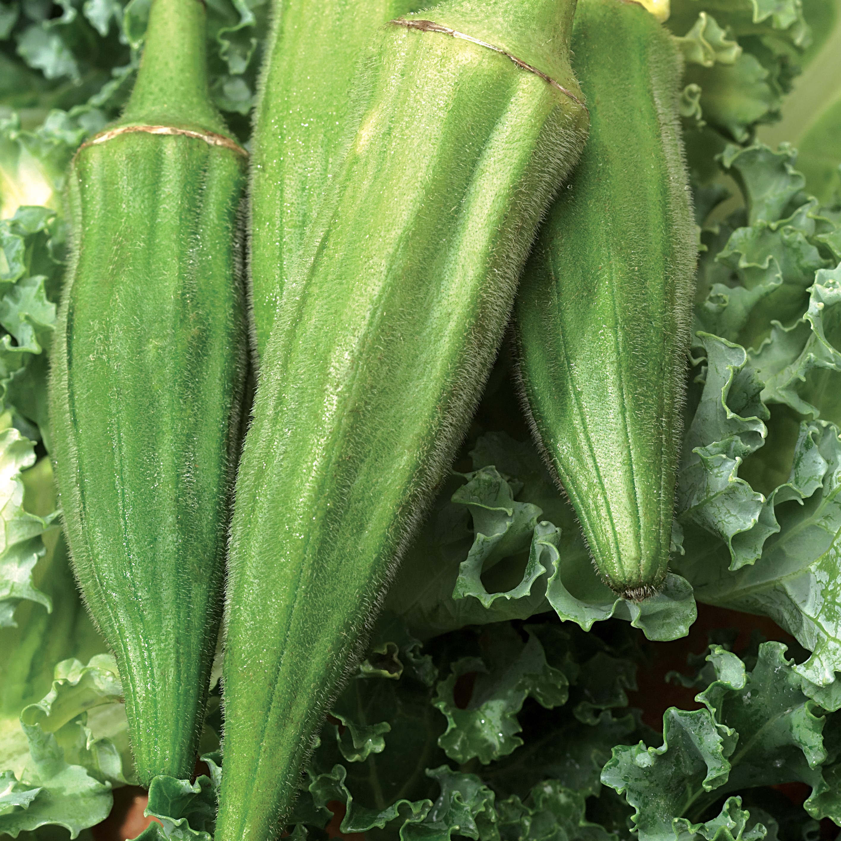 Okra, Long Pod Green 1/2oz