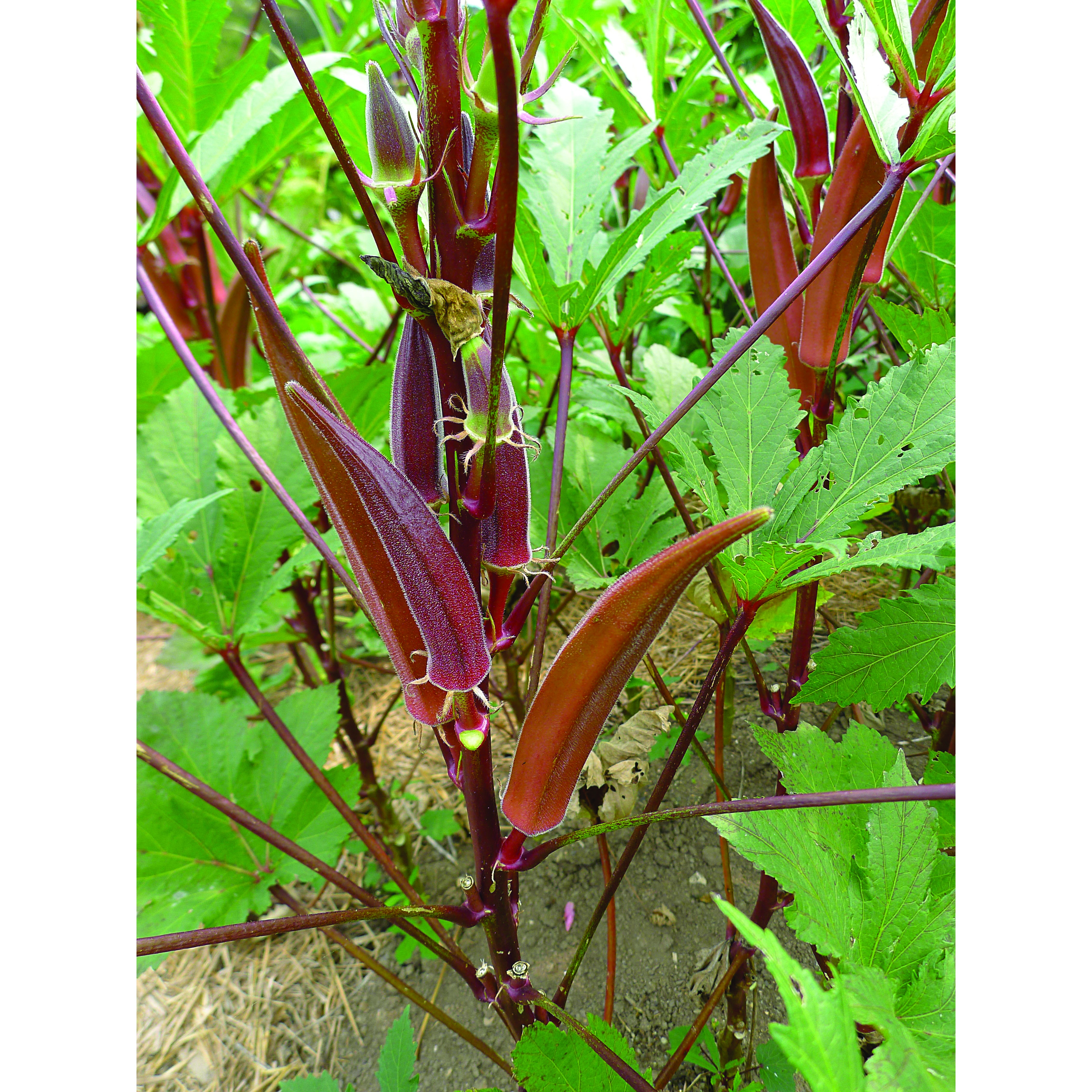 Okra, Burgundy 1/2oz