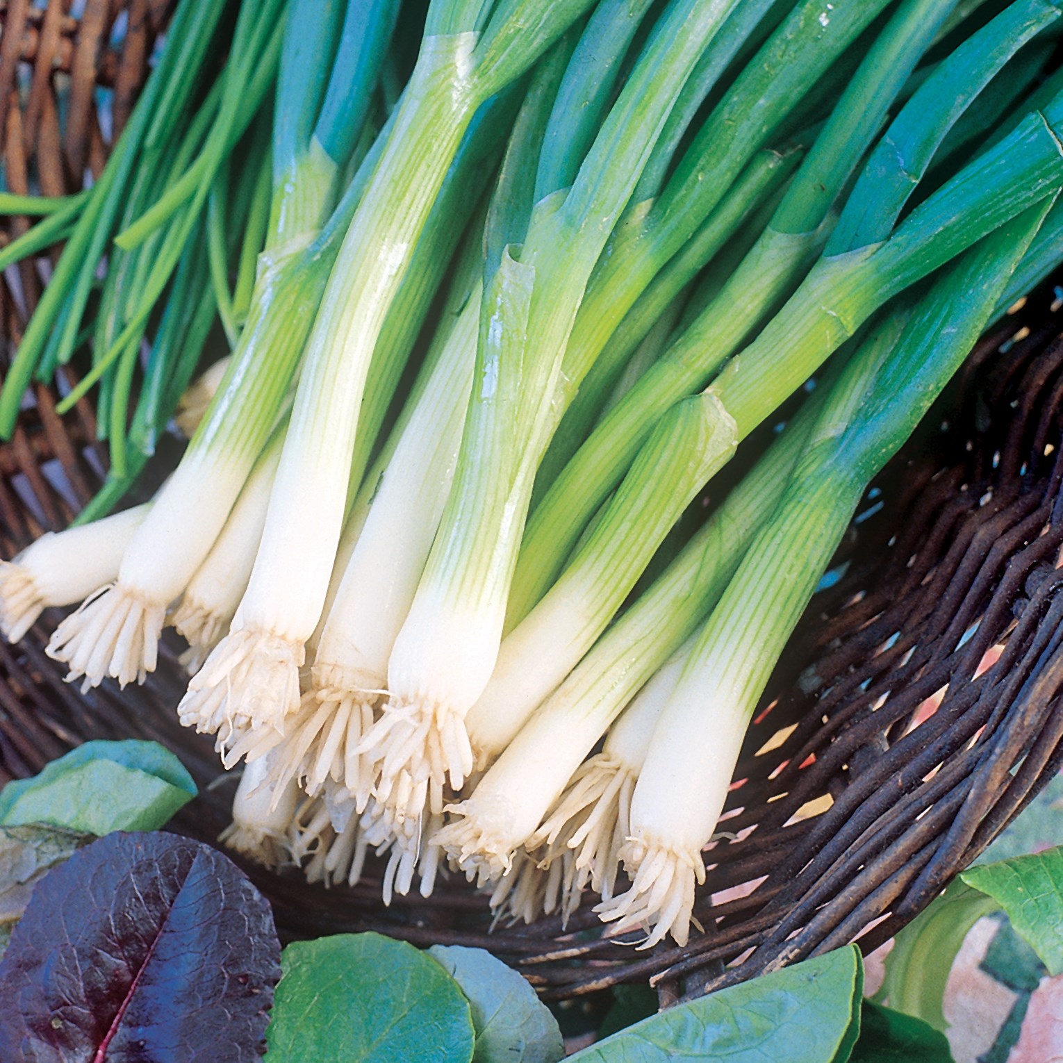 Onion, Japanese Bunching 1/2oz