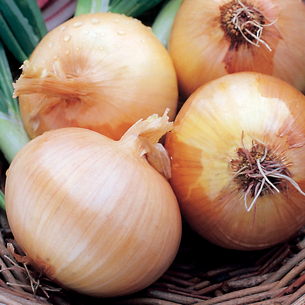 Onion, Yellow Sweet Spanish 1/2oz