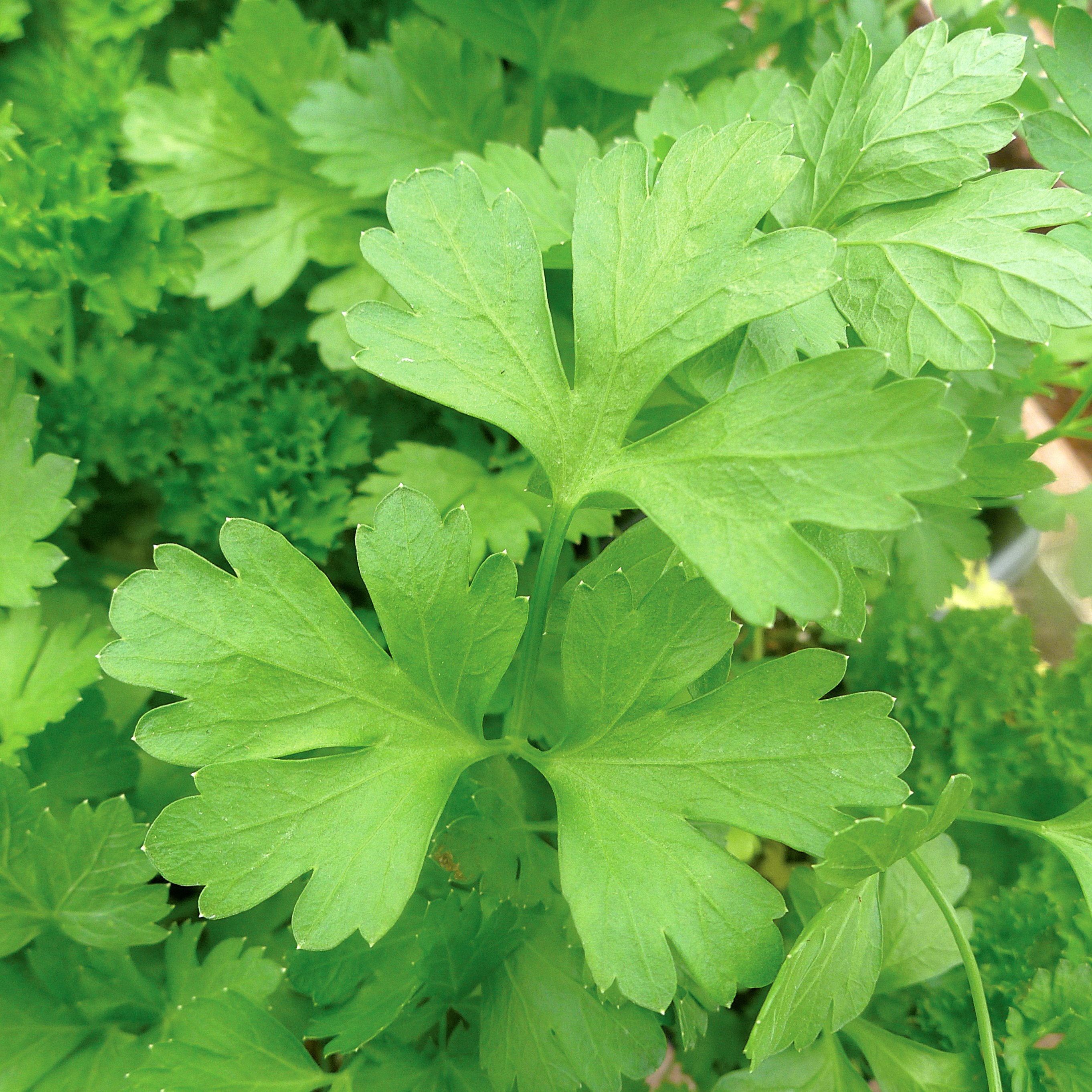 Parsley, Plain 1lb