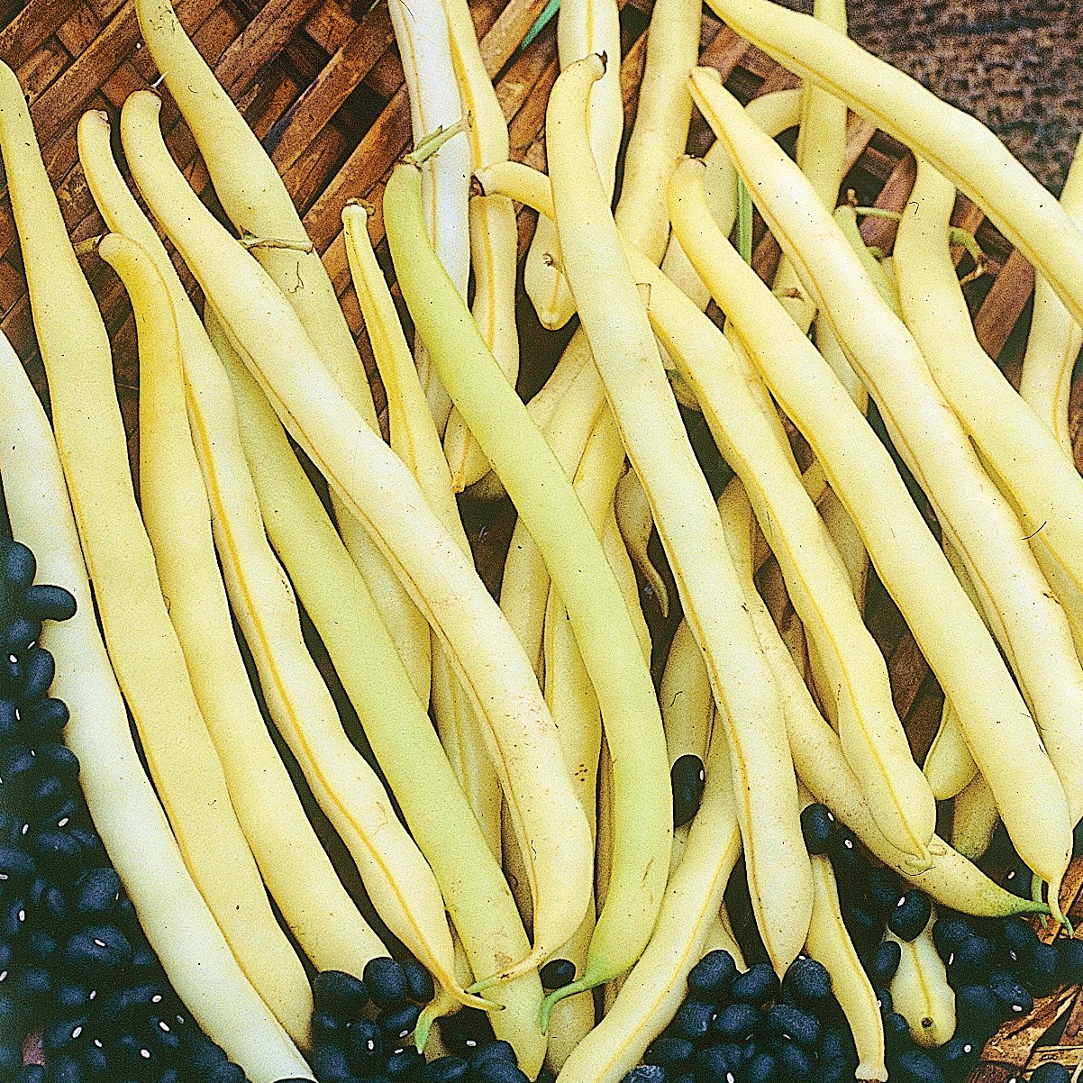 Beans, Pencil Pod Black Wax 1/2lb