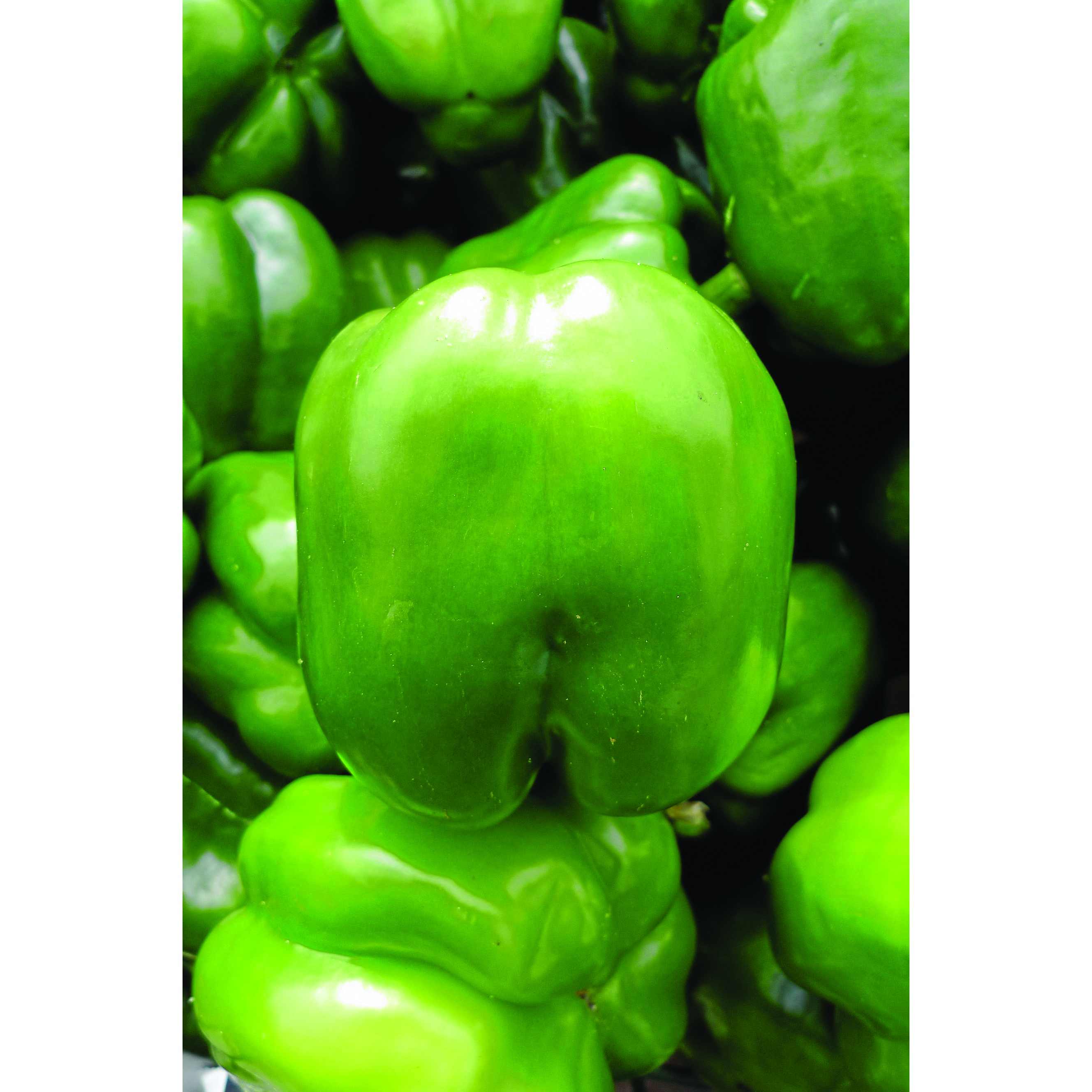 Peppers, Keystone Giant #3 1/2oz